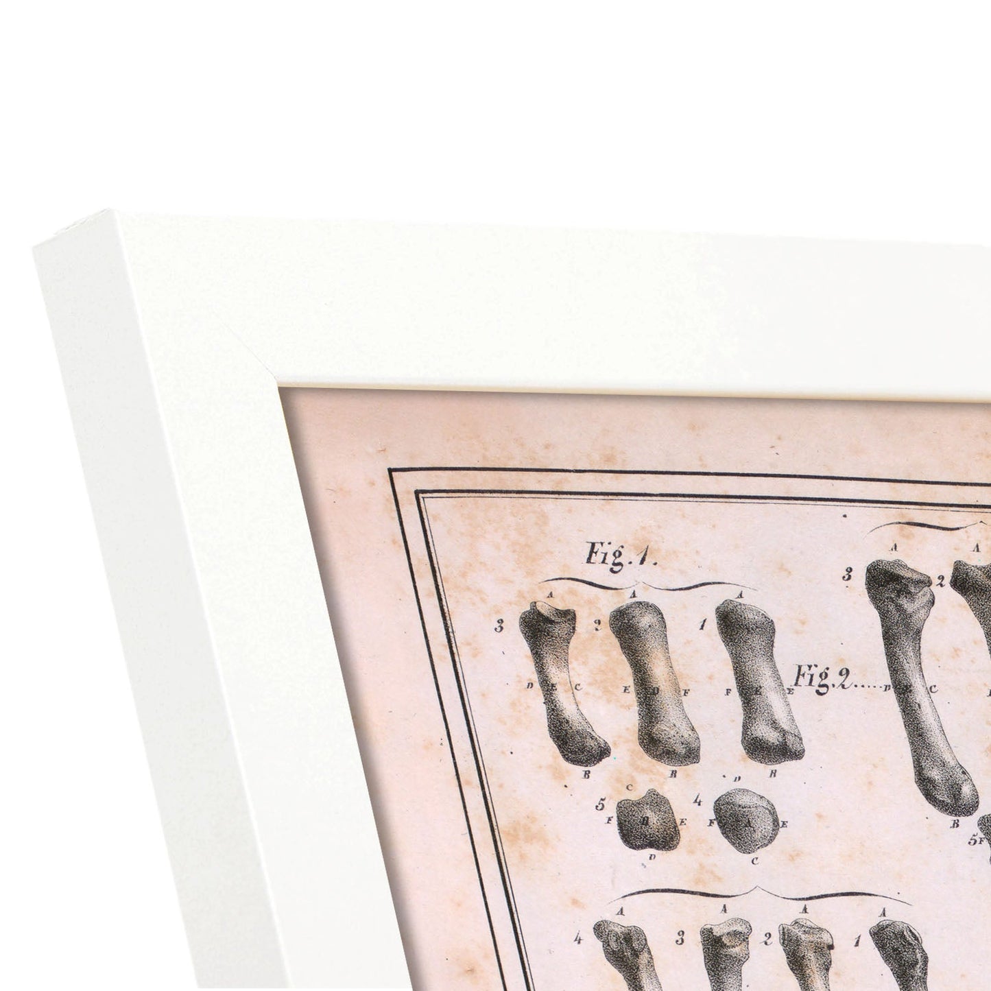 Paillou Carpal bones and metacarpus-Artwork-Nacnic-Nacnic Estudio SL