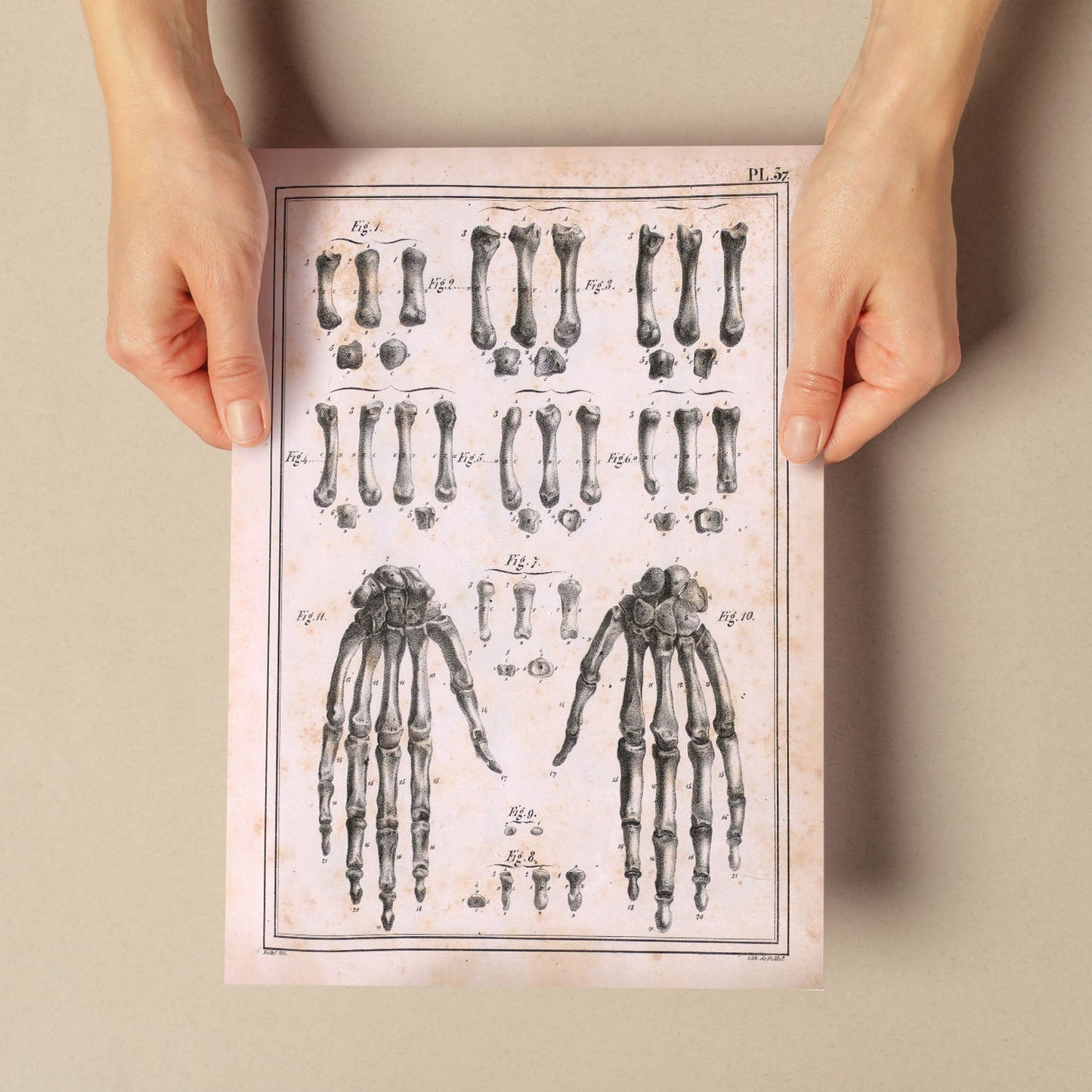 Paillou Carpal bones and metacarpus-Artwork-Nacnic-Nacnic Estudio SL