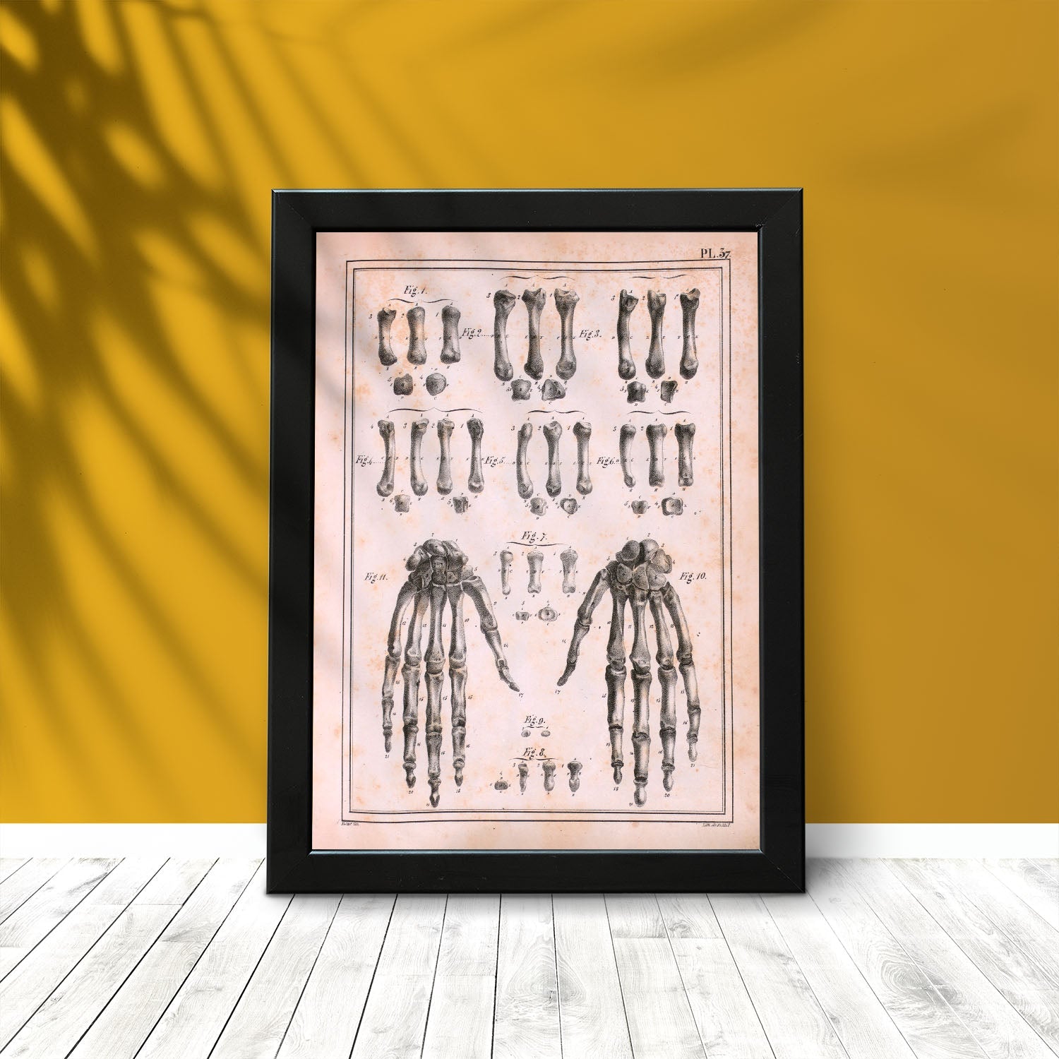 Paillou Carpal bones and metacarpus-Artwork-Nacnic-Nacnic Estudio SL