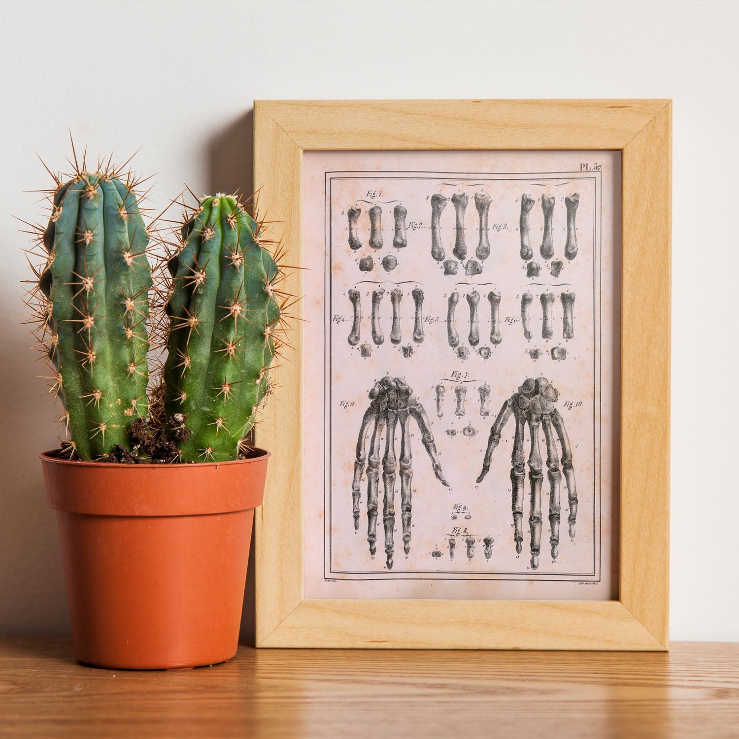 Paillou Carpal bones and metacarpus-Artwork-Nacnic-Nacnic Estudio SL