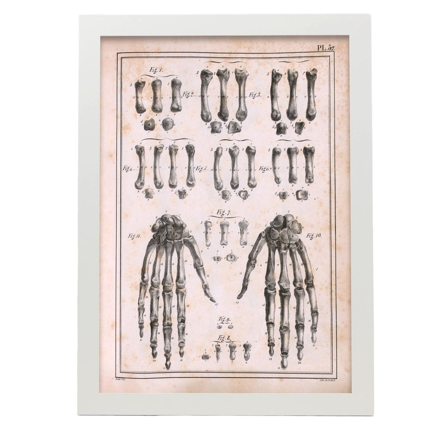 Paillou Carpal bones and metacarpus-Artwork-Nacnic-A3-Marco Blanco-Nacnic Estudio SL