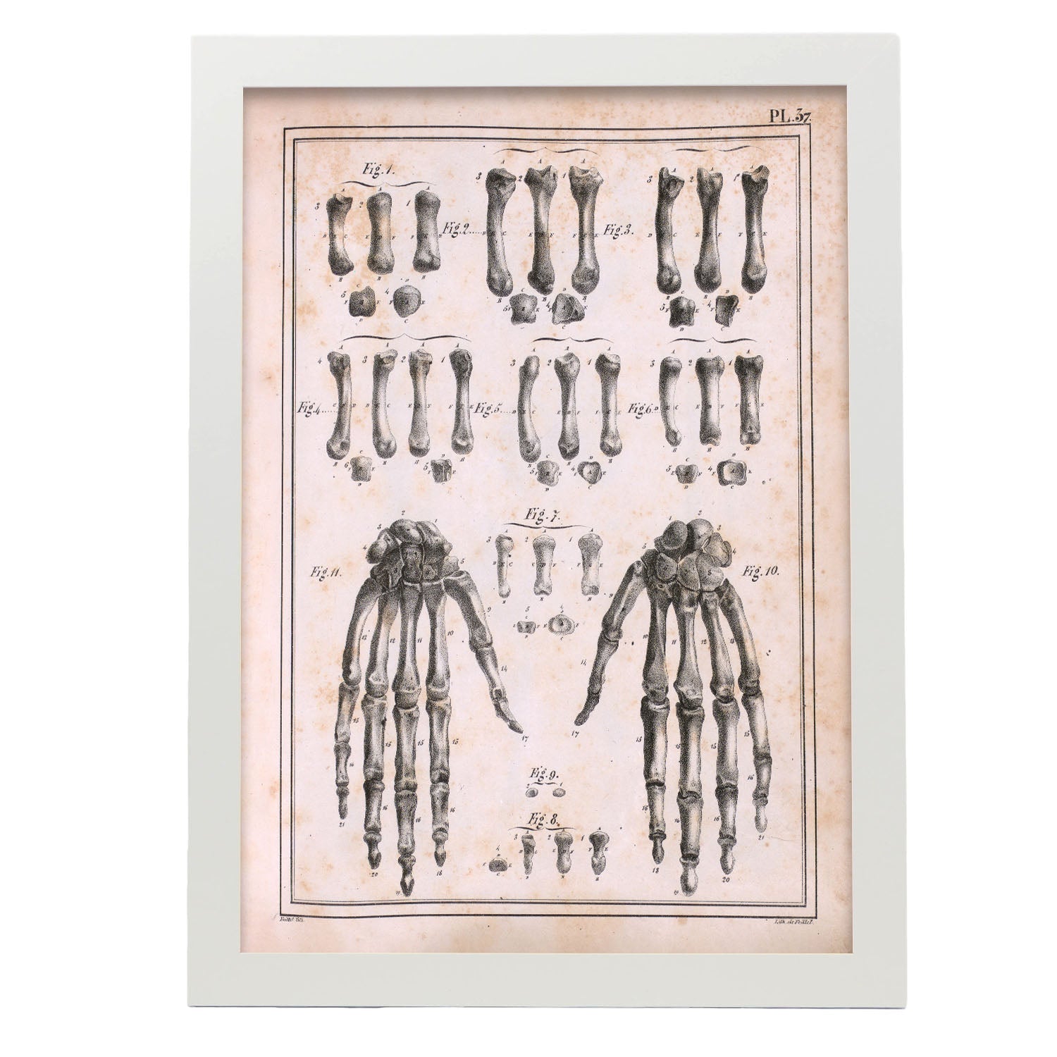 Paillou Carpal bones and metacarpus-Artwork-Nacnic-A3-Marco Blanco-Nacnic Estudio SL
