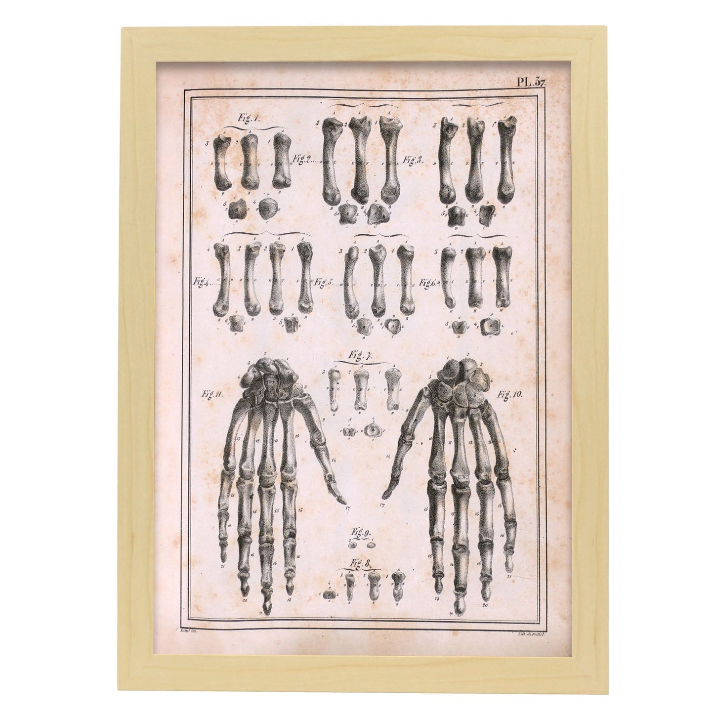 Paillou Carpal bones and metacarpus-Artwork-Nacnic-A3-Marco Madera clara-Nacnic Estudio SL