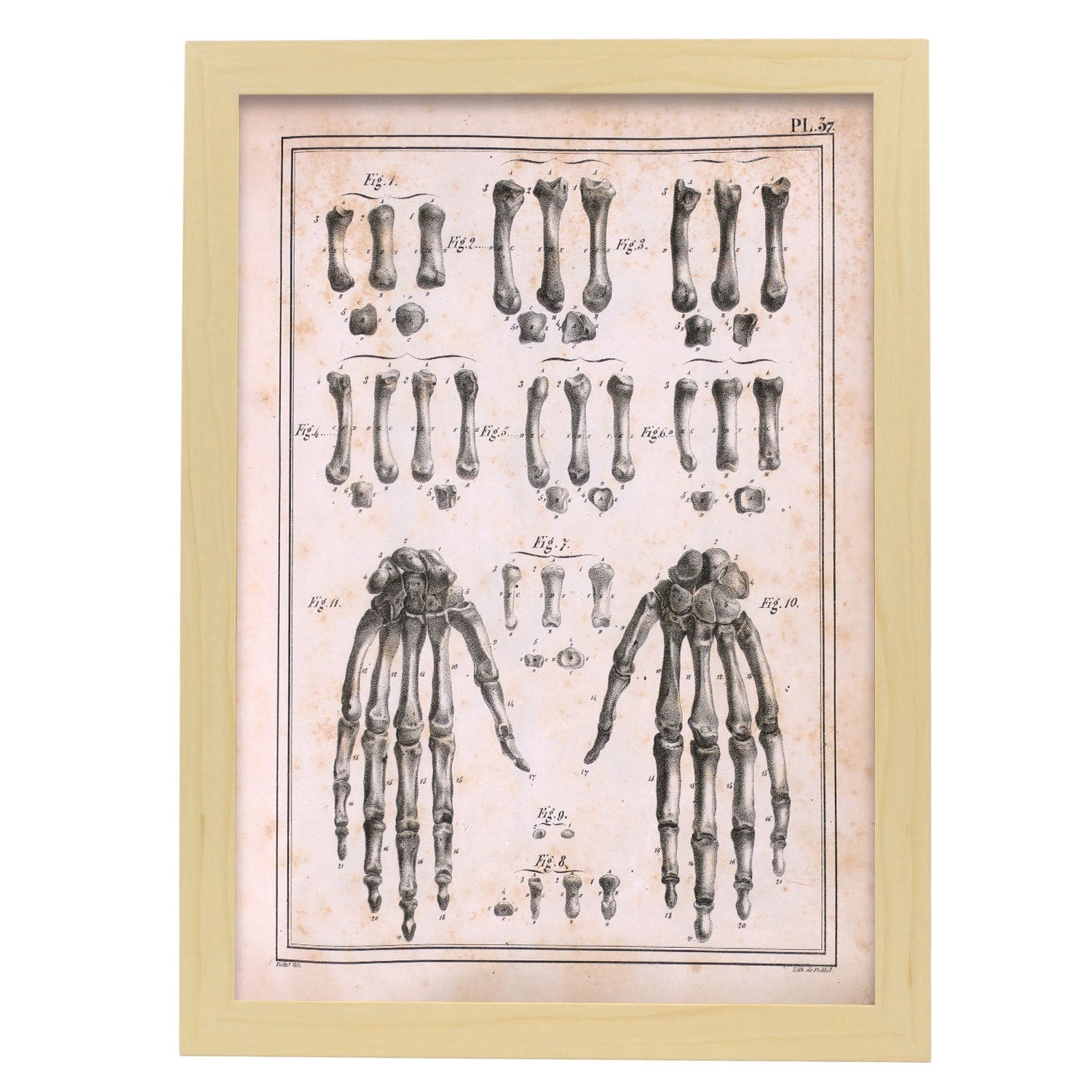 Paillou Carpal bones and metacarpus-Artwork-Nacnic-A3-Marco Madera clara-Nacnic Estudio SL