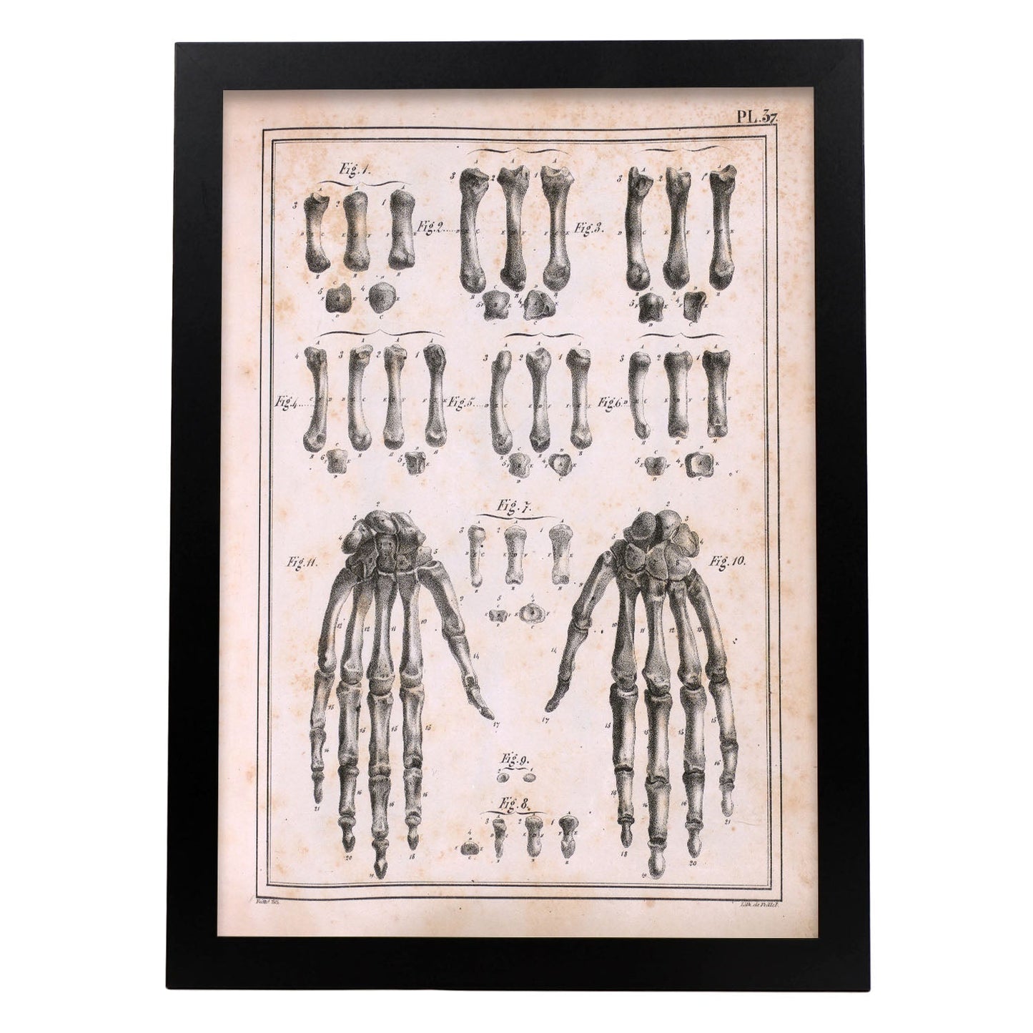 Paillou Carpal bones and metacarpus-Artwork-Nacnic-A3-Sin marco-Nacnic Estudio SL