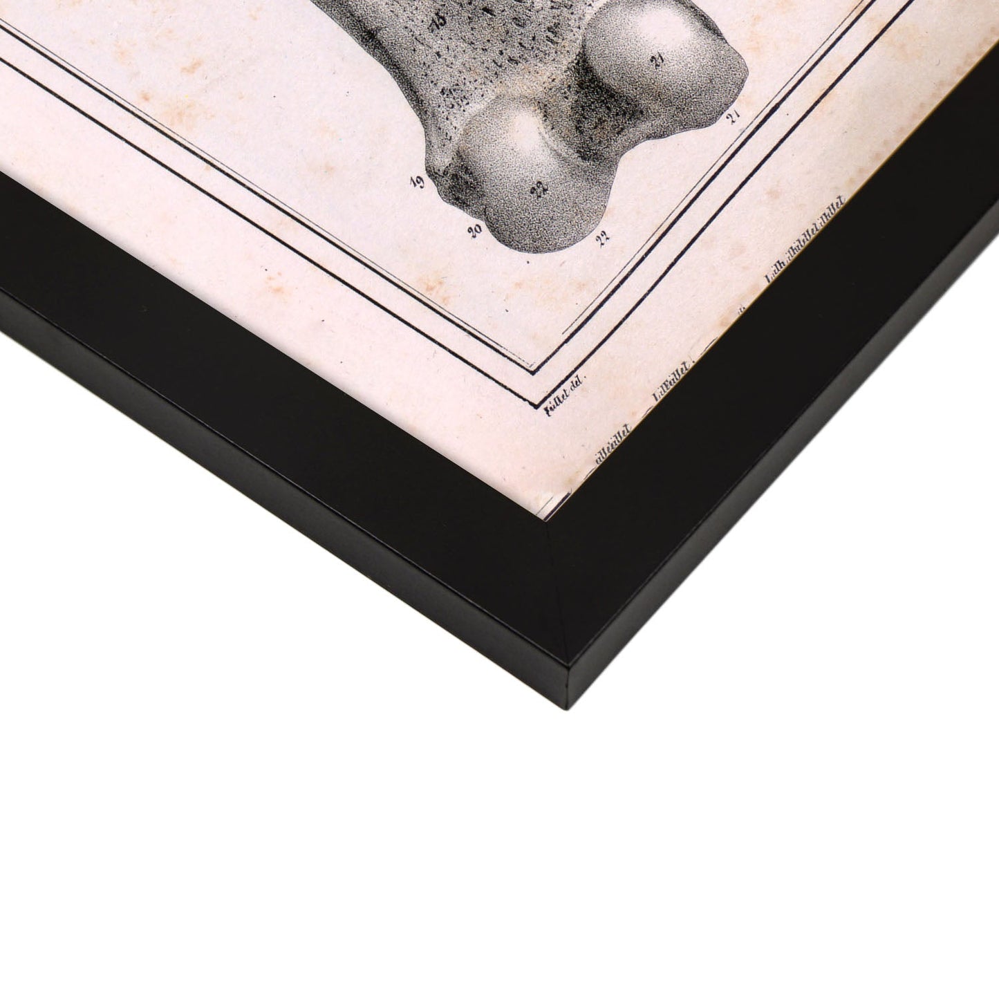 Paillou Femur of an adult and fetus-Artwork-Nacnic-Nacnic Estudio SL
