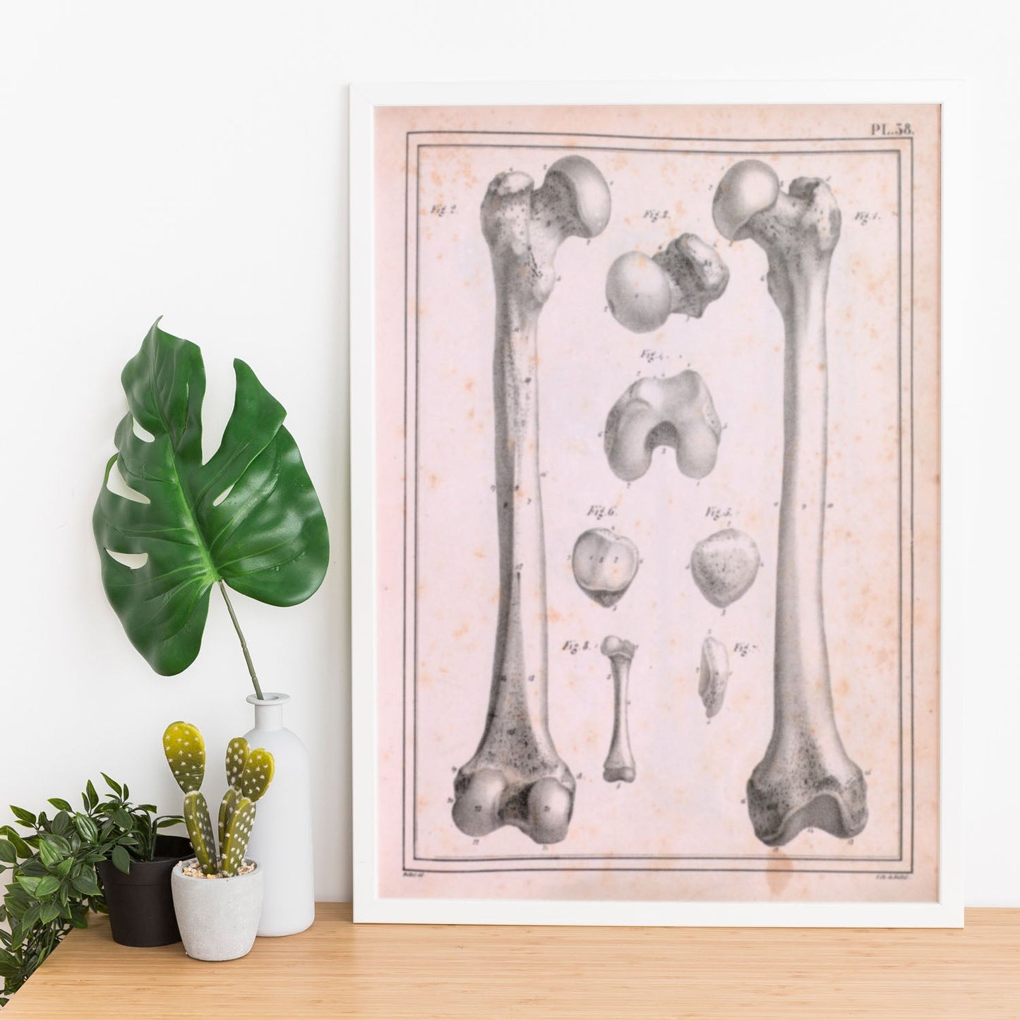 Paillou Femur of an adult and fetus-Artwork-Nacnic-Nacnic Estudio SL