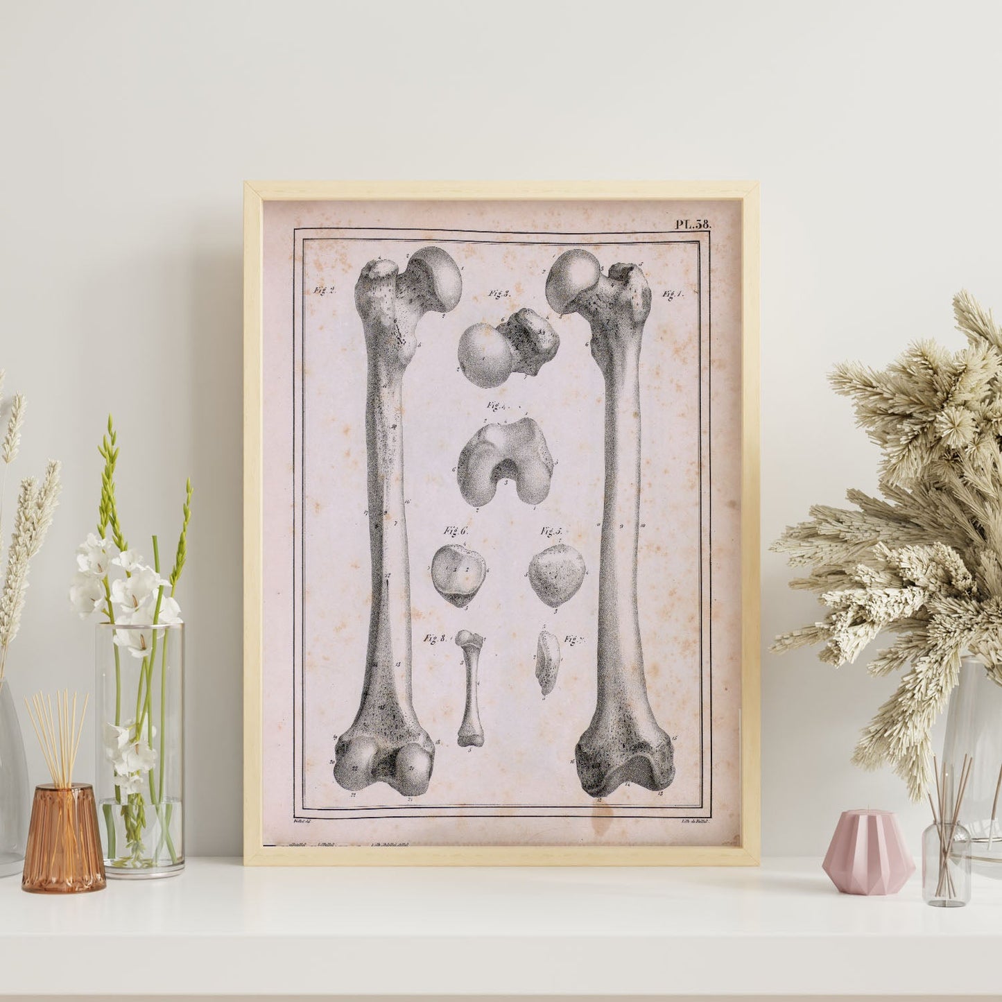 Paillou Femur of an adult and fetus-Artwork-Nacnic-Nacnic Estudio SL