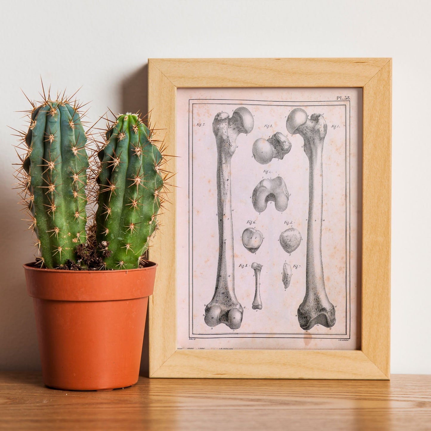 Paillou Femur of an adult and fetus-Artwork-Nacnic-Nacnic Estudio SL