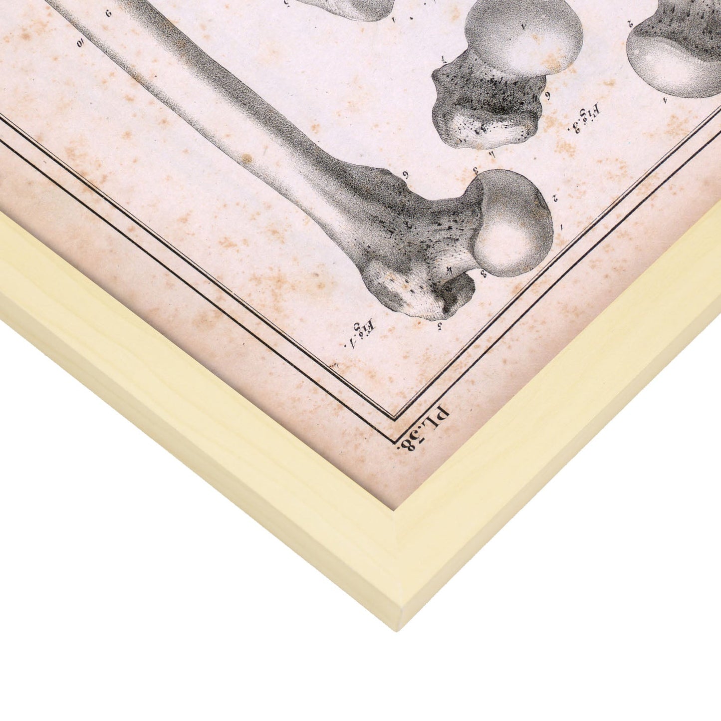 Paillou Femur of an adult and fetus-Artwork-Nacnic-Nacnic Estudio SL