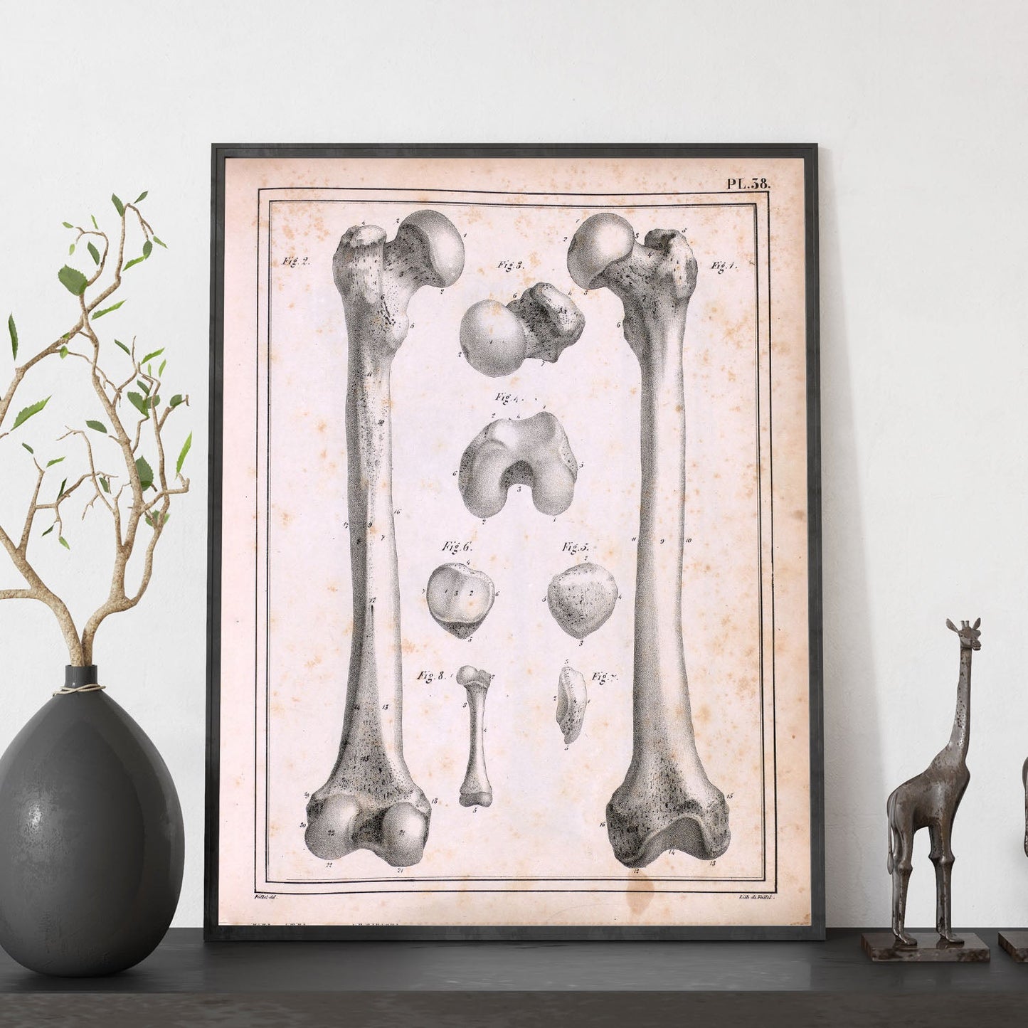 Paillou Femur of an adult and fetus-Artwork-Nacnic-Nacnic Estudio SL