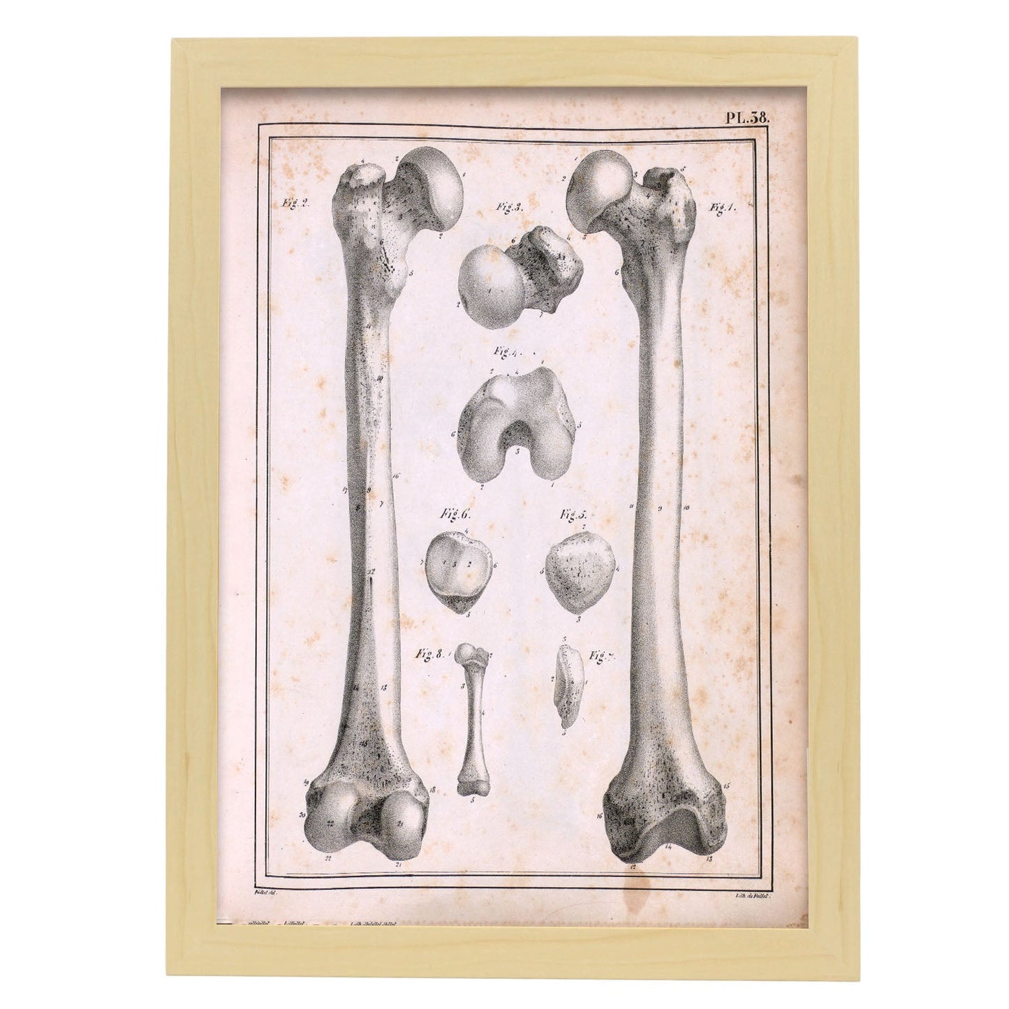 Paillou Femur of an adult and fetus-Artwork-Nacnic-A3-Marco Madera clara-Nacnic Estudio SL