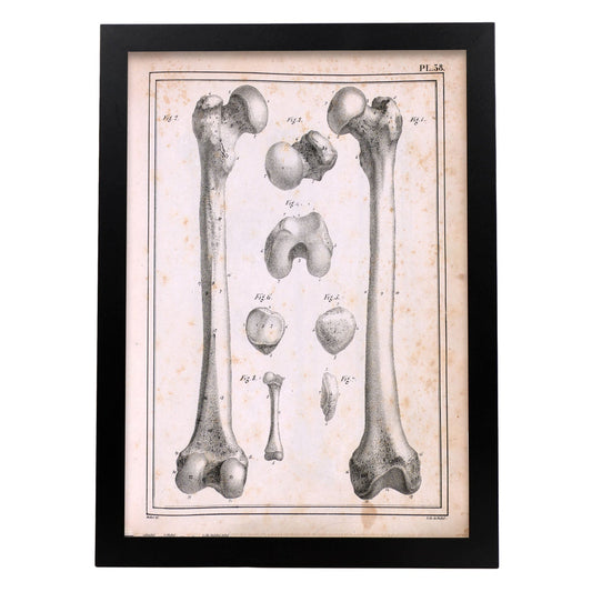 Paillou Femur of an adult and fetus-Artwork-Nacnic-A3-Sin marco-Nacnic Estudio SL