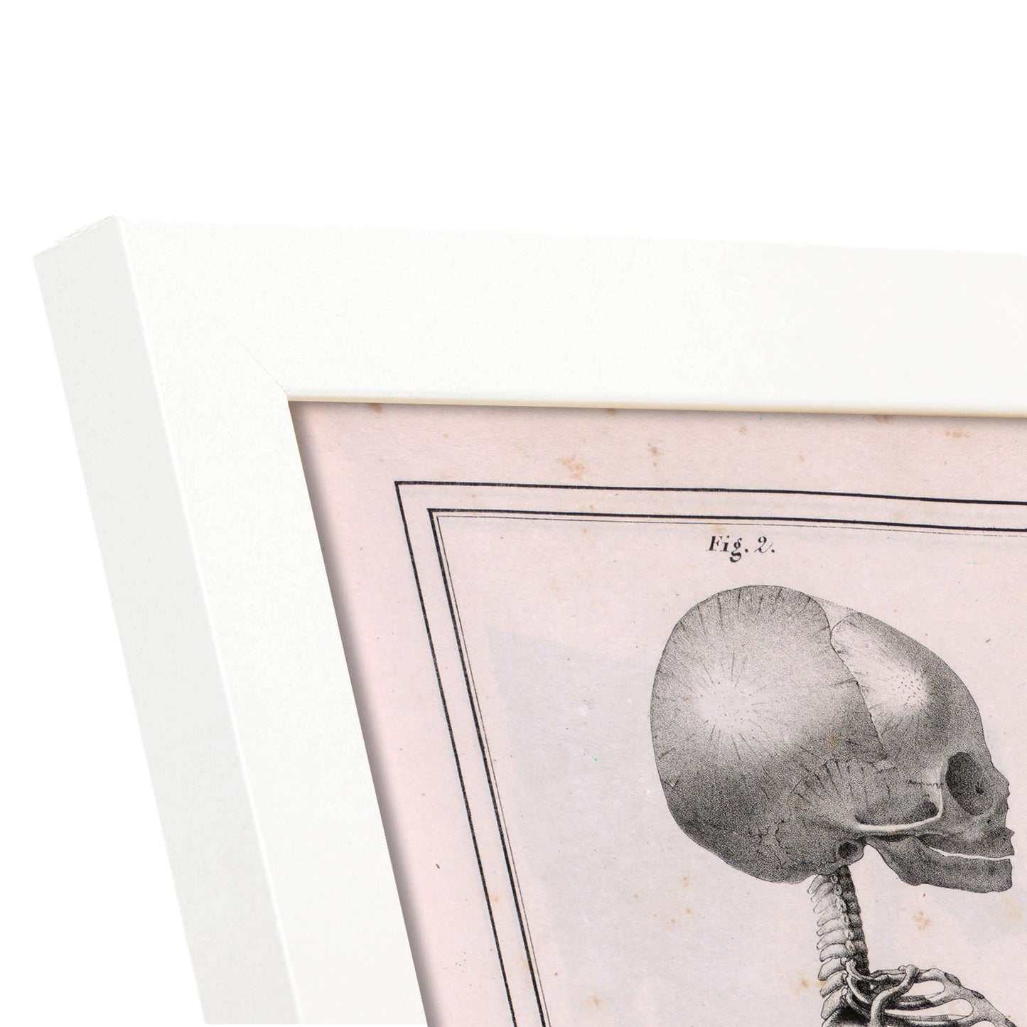 Paillou Fetal skeleton-Artwork-Nacnic-Nacnic Estudio SL