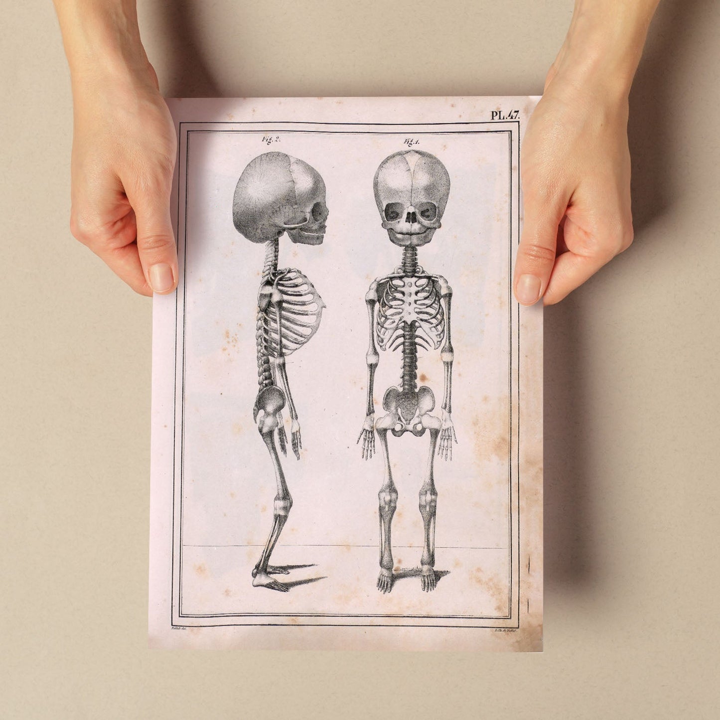 Paillou Fetal skeleton-Artwork-Nacnic-Nacnic Estudio SL
