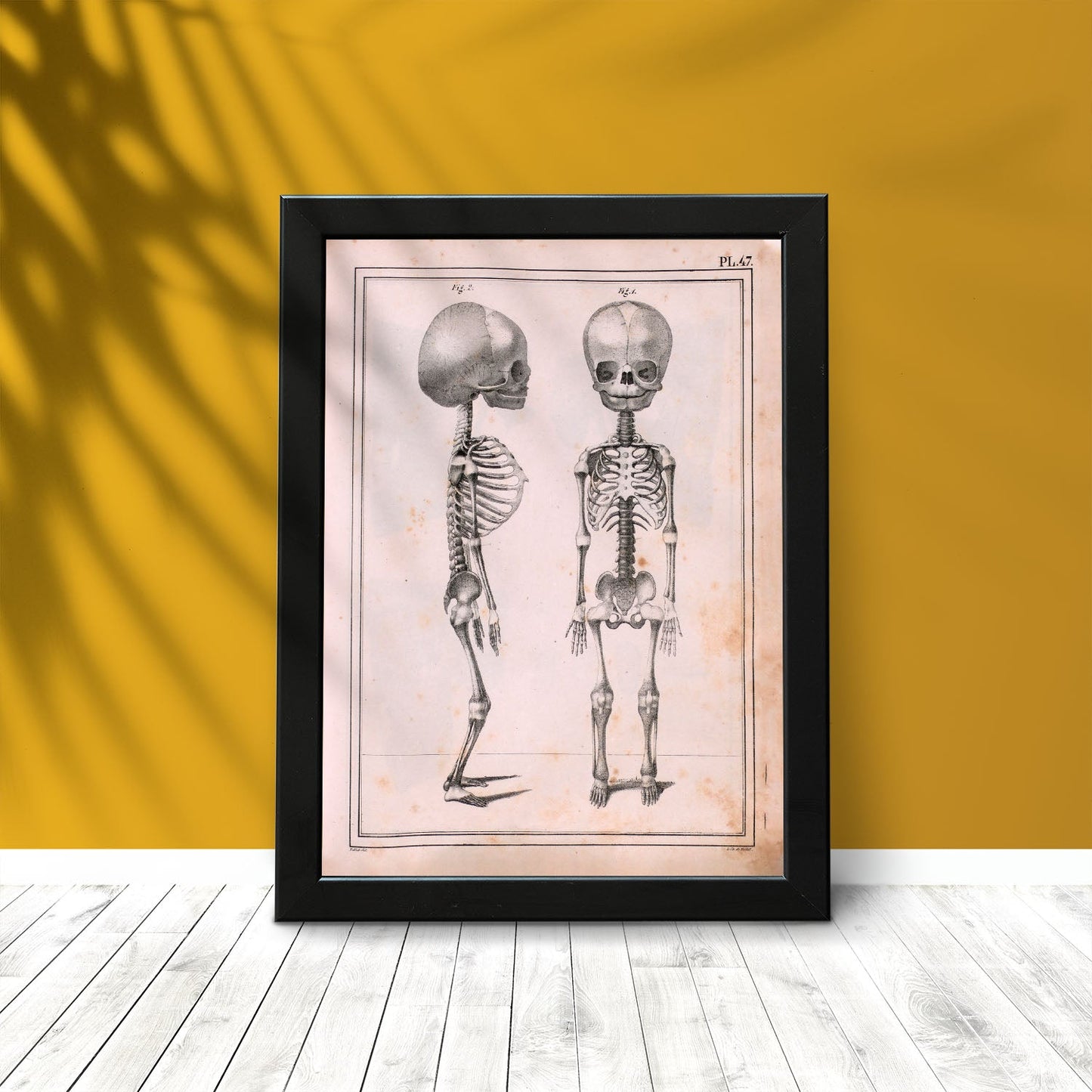 Paillou Fetal skeleton-Artwork-Nacnic-Nacnic Estudio SL