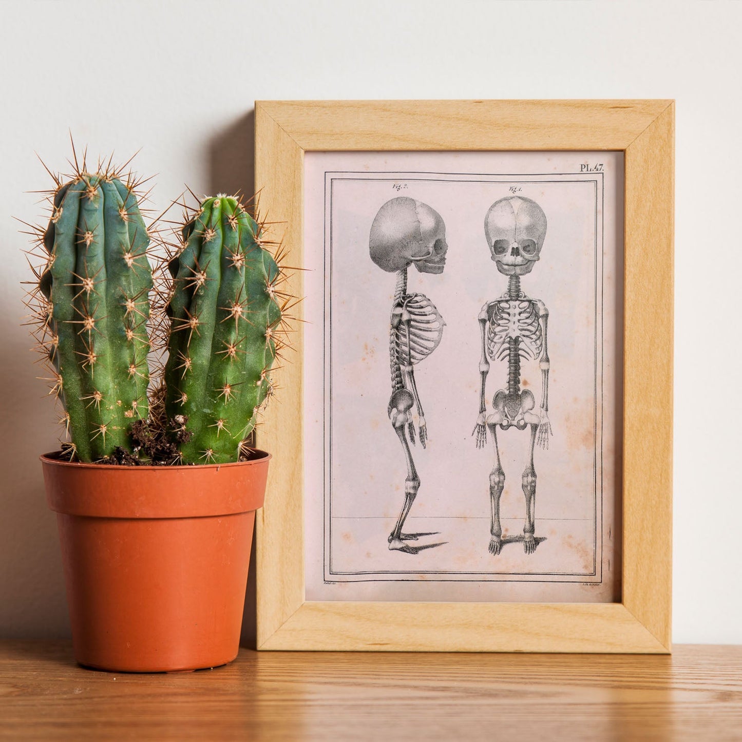 Paillou Fetal skeleton-Artwork-Nacnic-Nacnic Estudio SL