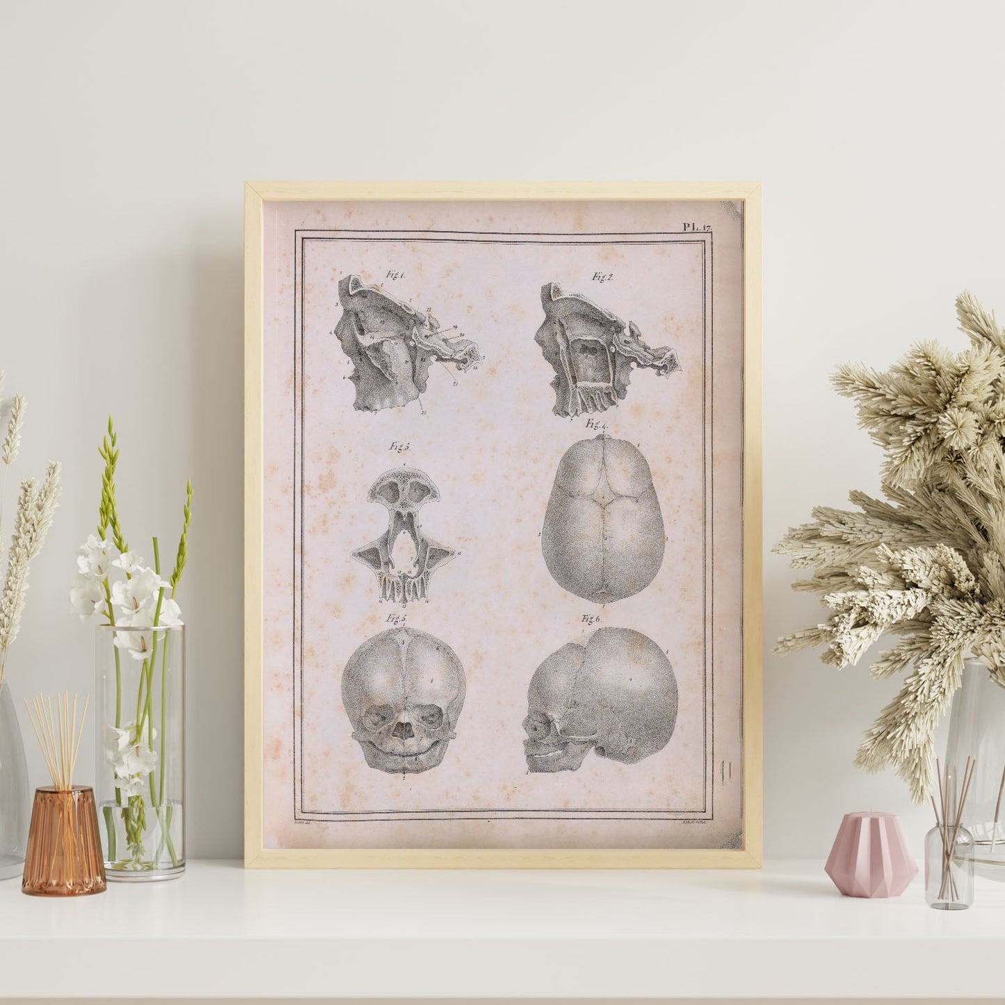 Paillou Fetal skull-Artwork-Nacnic-Nacnic Estudio SL
