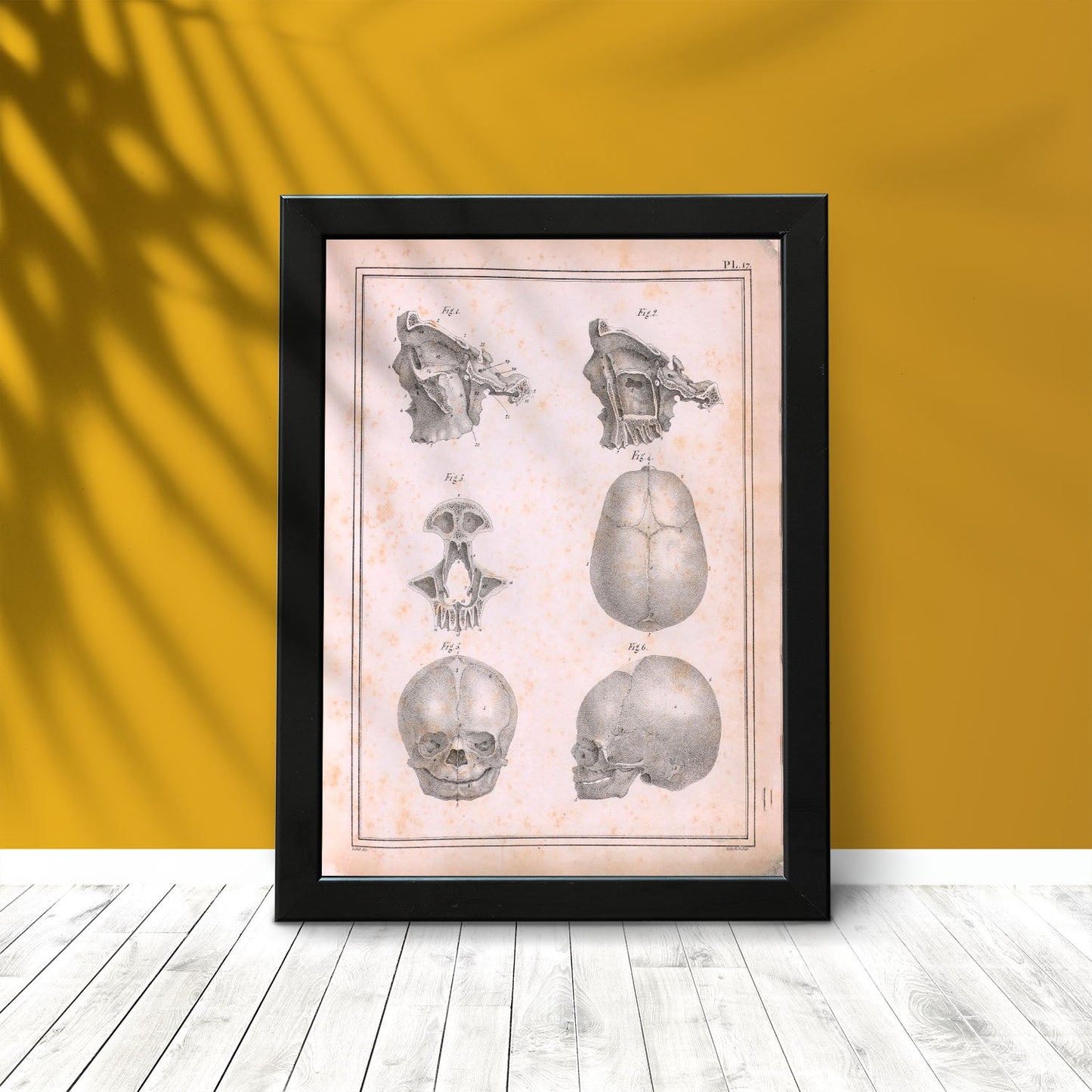 Paillou Fetal skull-Artwork-Nacnic-Nacnic Estudio SL