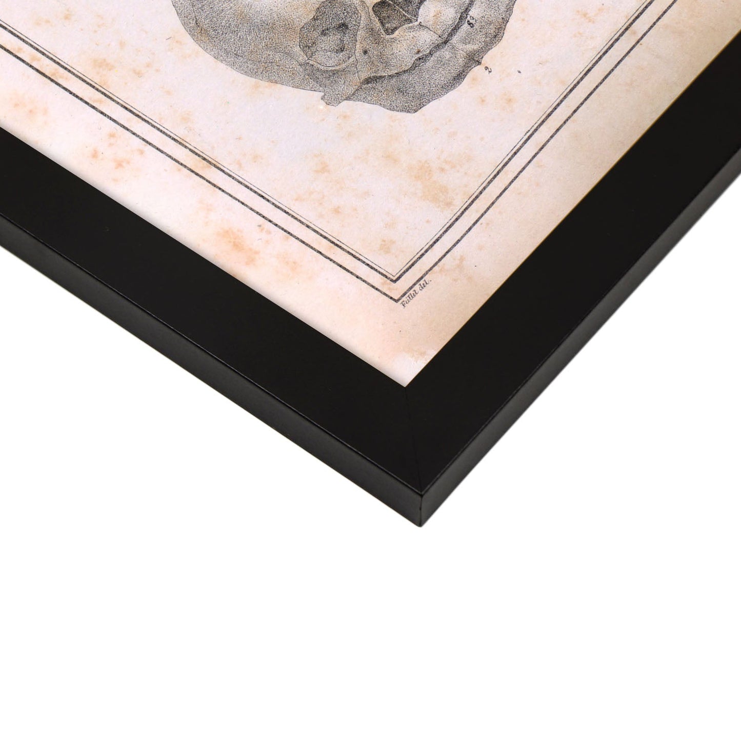 Paillou Fetal skull-Artwork-Nacnic-Nacnic Estudio SL