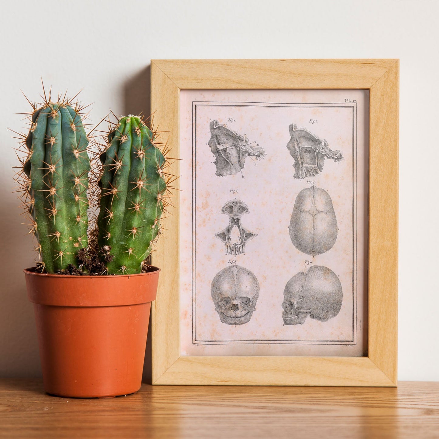 Paillou Fetal skull-Artwork-Nacnic-Nacnic Estudio SL