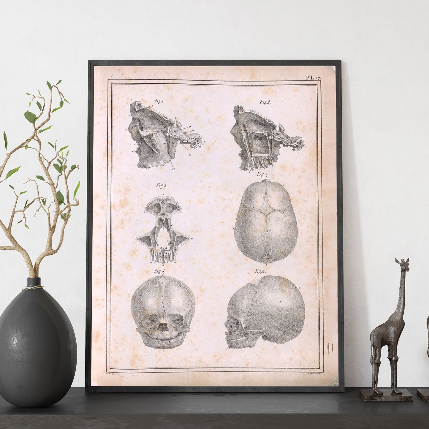 Paillou Fetal skull-Artwork-Nacnic-Nacnic Estudio SL