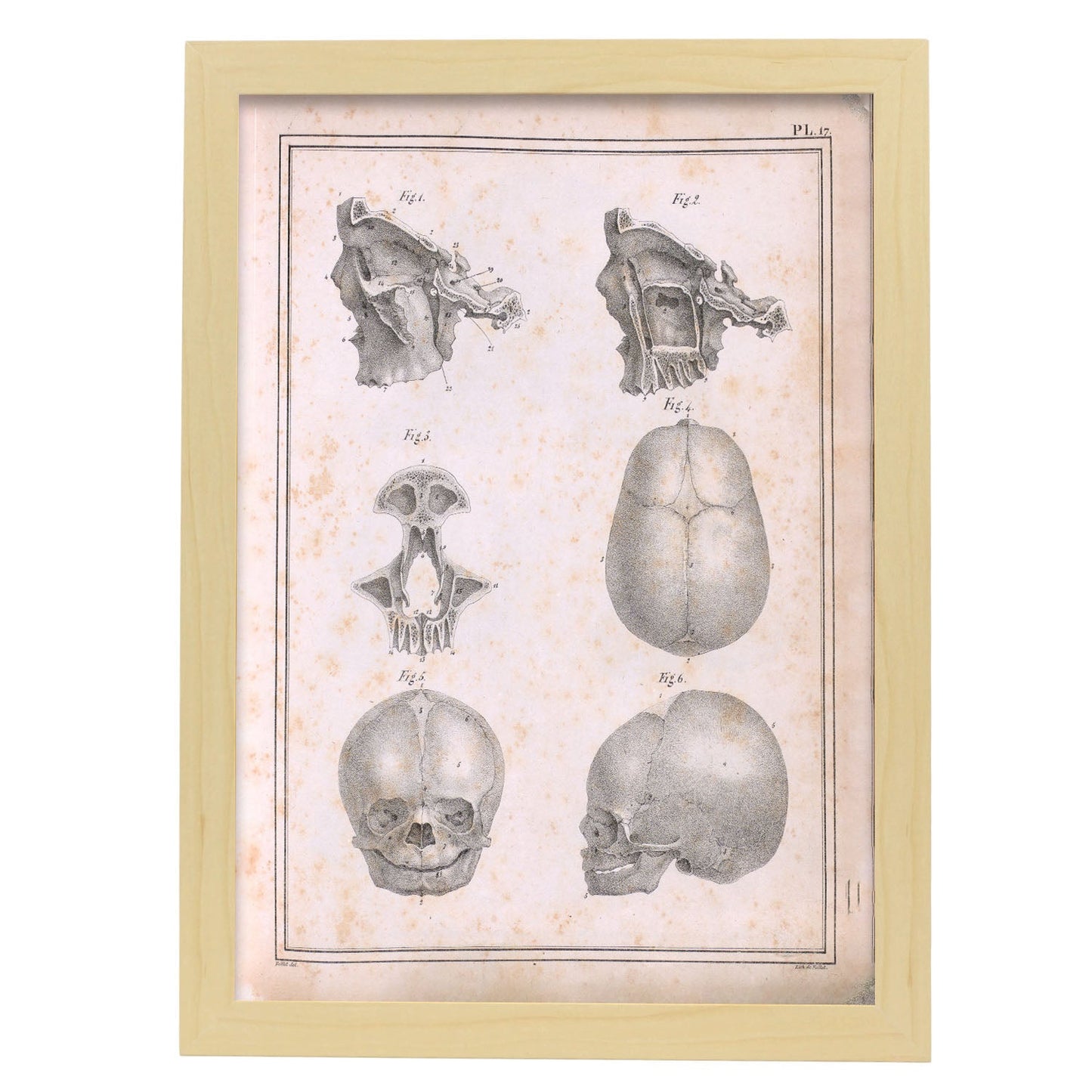 Paillou Fetal skull-Artwork-Nacnic-A3-Marco Madera clara-Nacnic Estudio SL