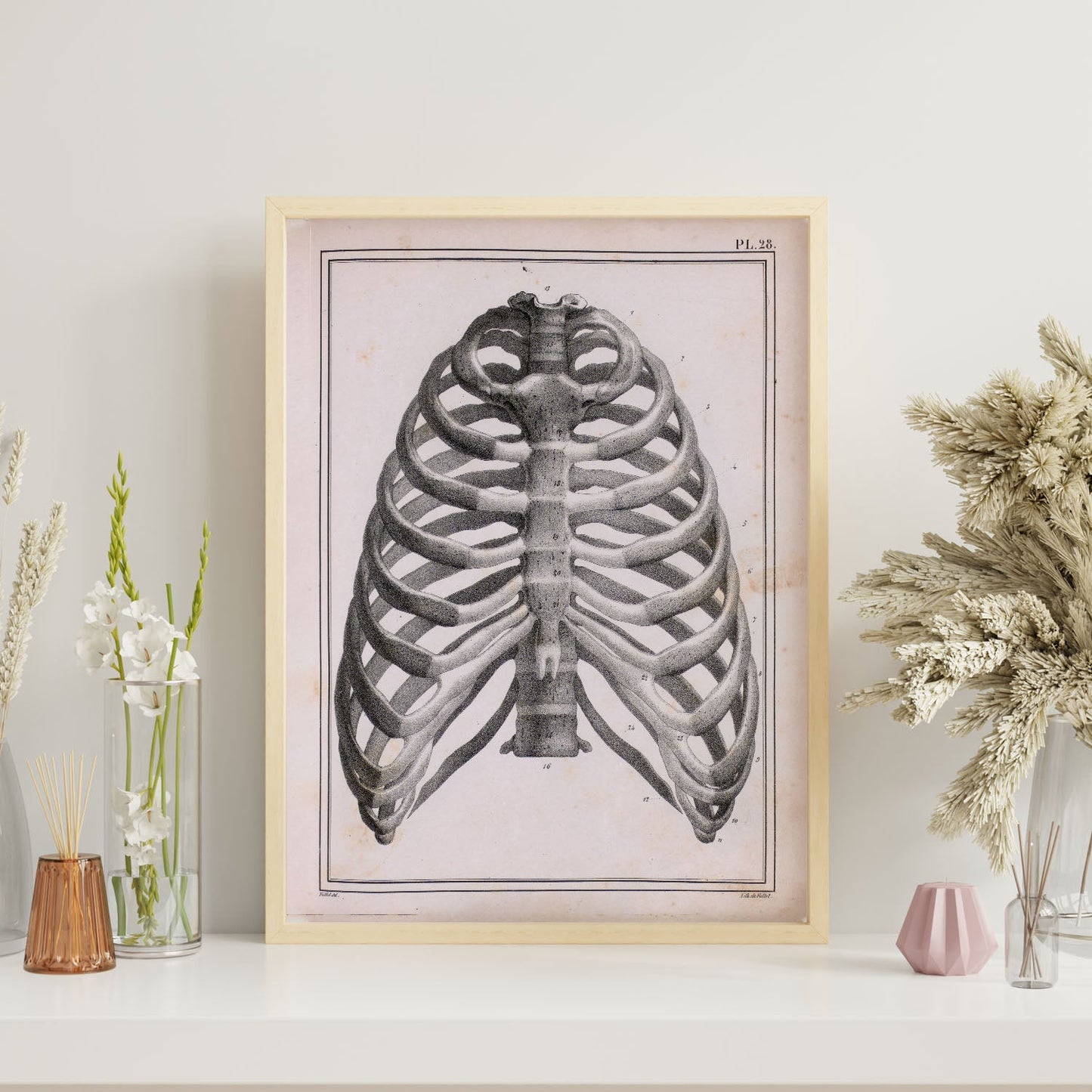 Paillou Ribs, sternum and thoracic vertebrae-Artwork-Nacnic-Nacnic Estudio SL