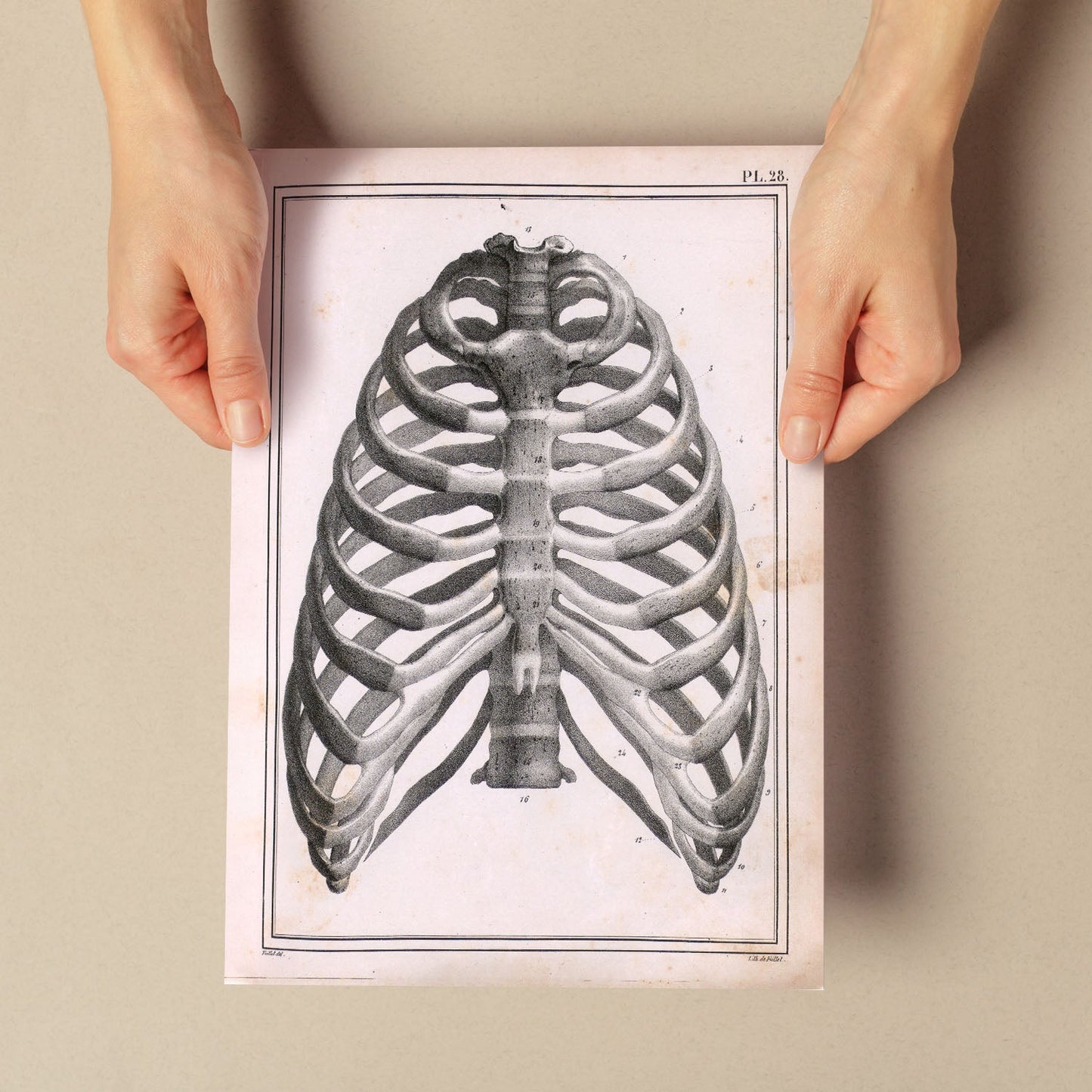 Paillou Ribs, sternum and thoracic vertebrae-Artwork-Nacnic-Nacnic Estudio SL