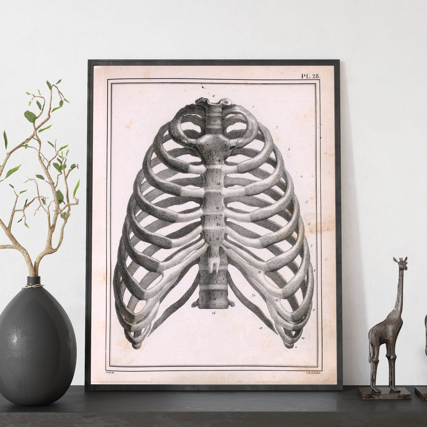 Paillou Ribs, sternum and thoracic vertebrae-Artwork-Nacnic-Nacnic Estudio SL