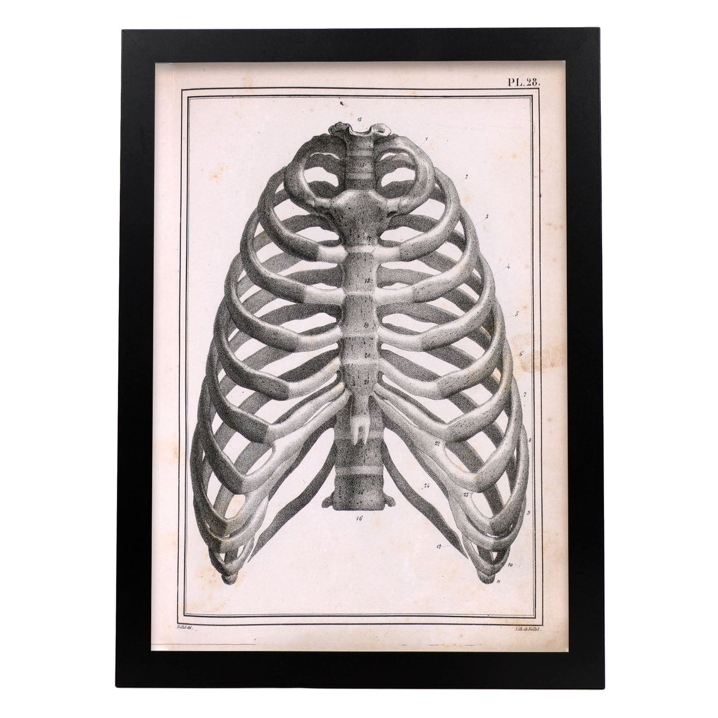 Paillou Ribs, sternum and thoracic vertebrae-Artwork-Nacnic-A3-Sin marco-Nacnic Estudio SL