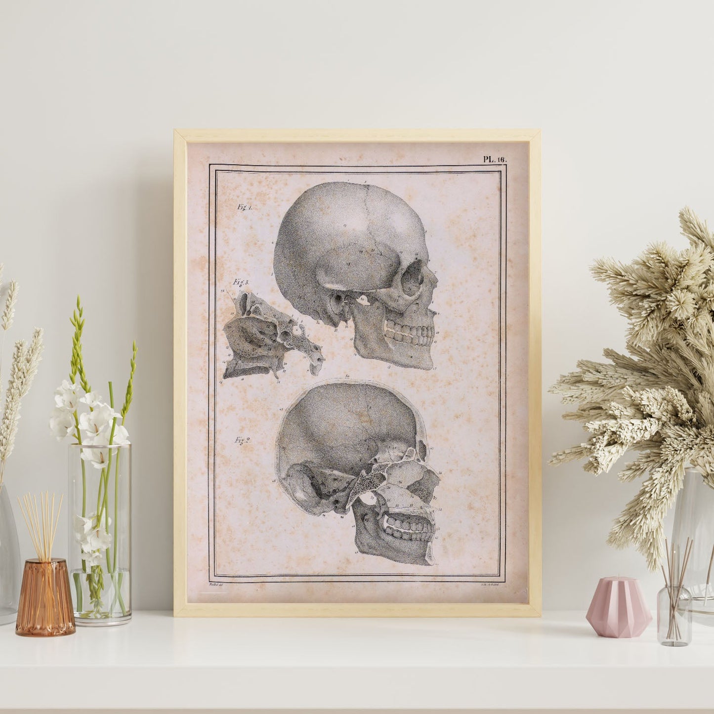 Paillou Sideview Skull-Artwork-Nacnic-Nacnic Estudio SL