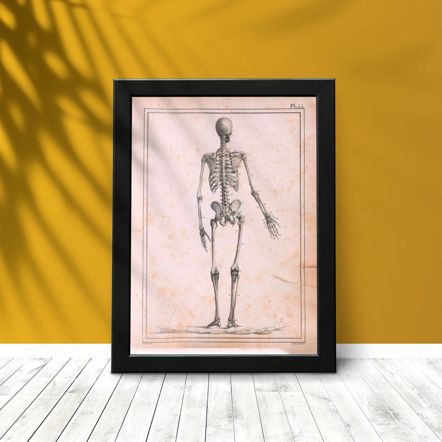 Paillou Skeleton-Artwork-Nacnic-Nacnic Estudio SL