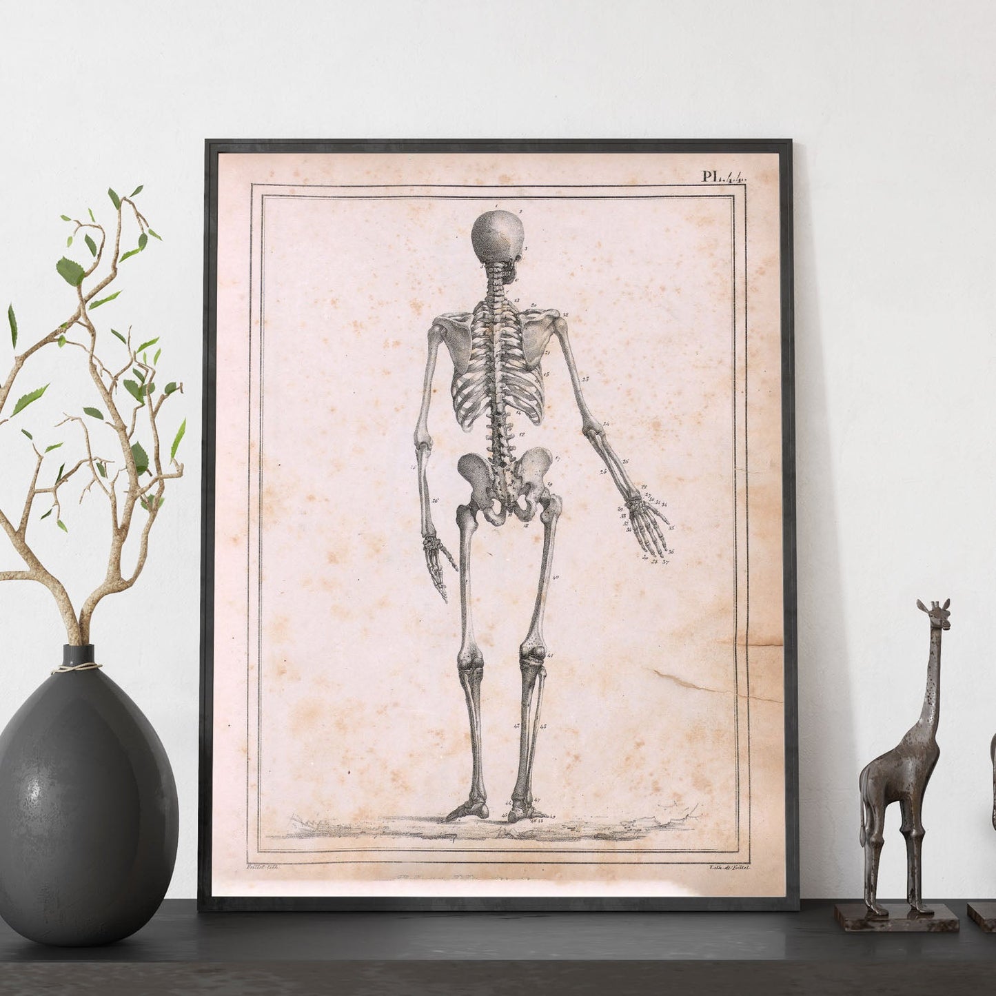 Paillou Skeleton-Artwork-Nacnic-Nacnic Estudio SL