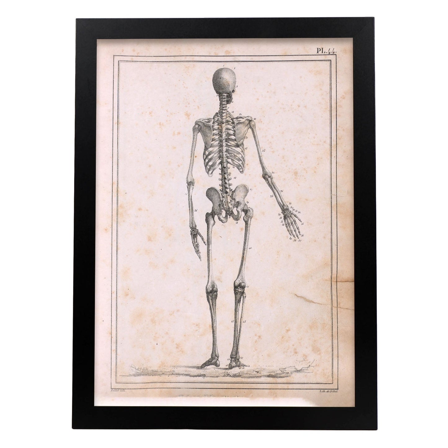 Paillou Skeleton-Artwork-Nacnic-A3-Sin marco-Nacnic Estudio SL