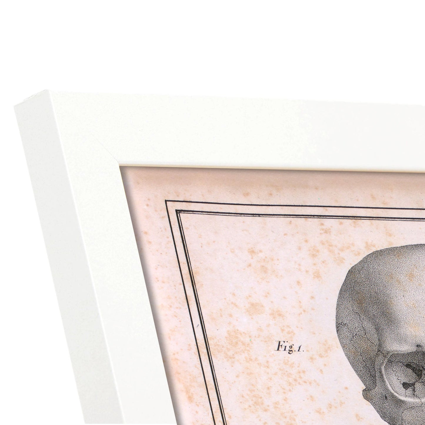 Paillou Skull-Artwork-Nacnic-Nacnic Estudio SL