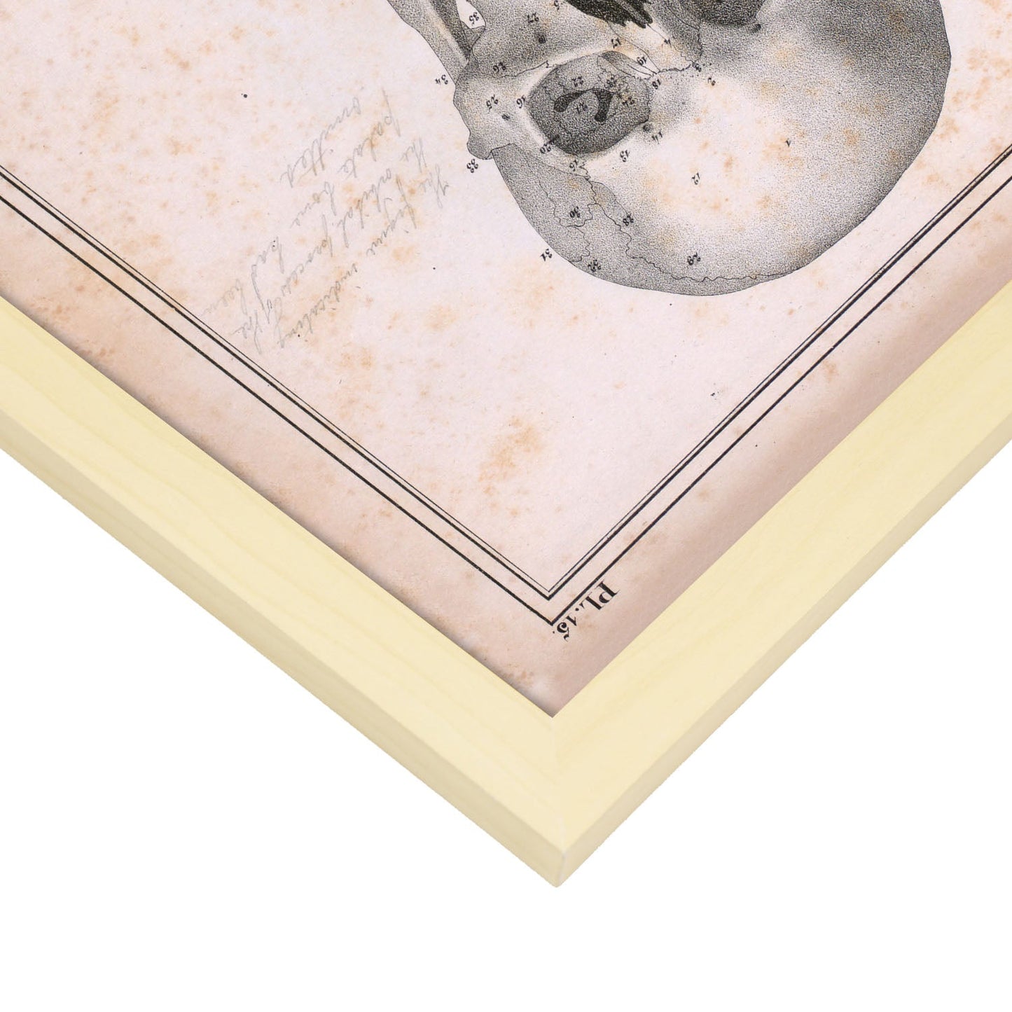 Paillou Skull-Artwork-Nacnic-Nacnic Estudio SL