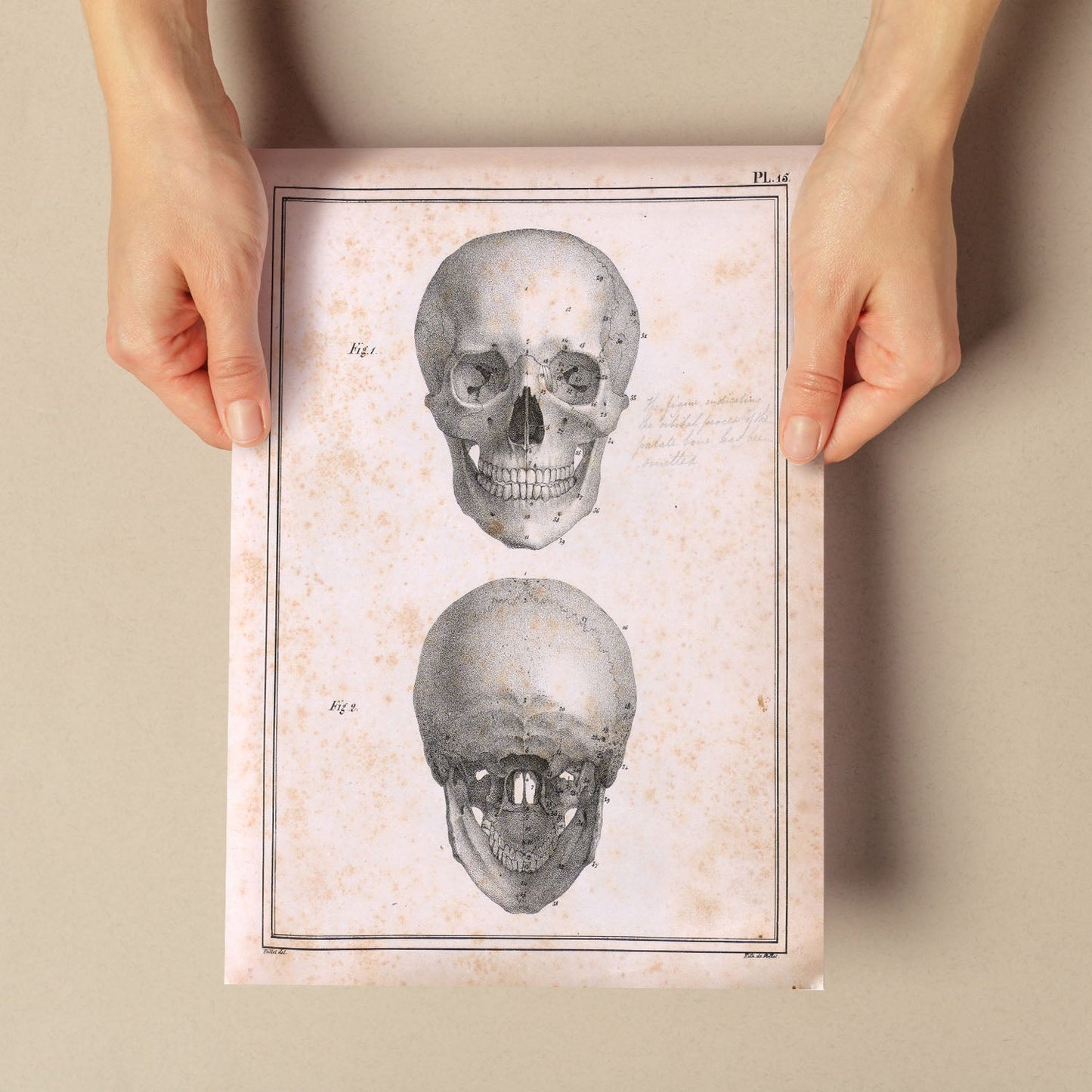 Paillou Skull-Artwork-Nacnic-Nacnic Estudio SL
