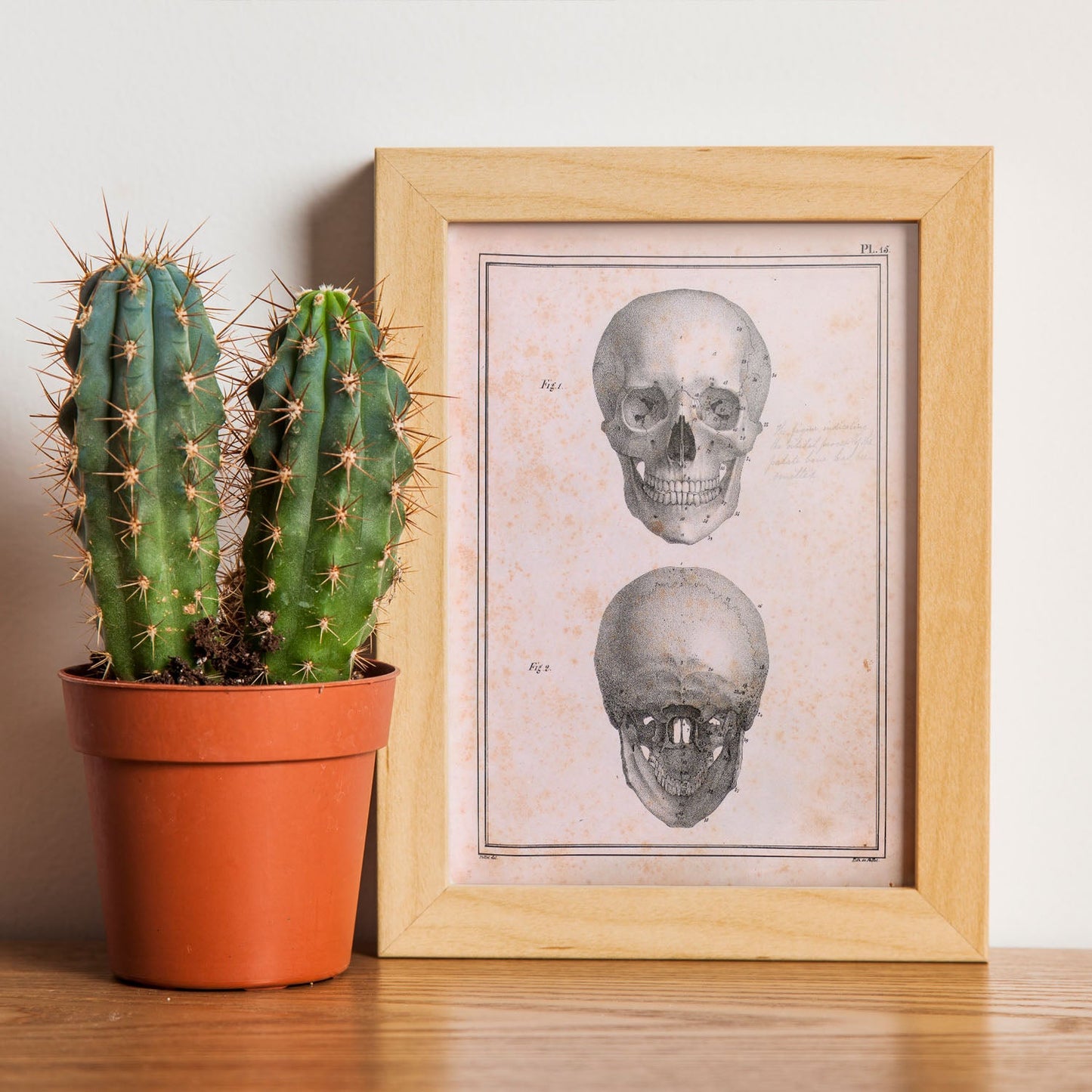 Paillou Skull-Artwork-Nacnic-Nacnic Estudio SL
