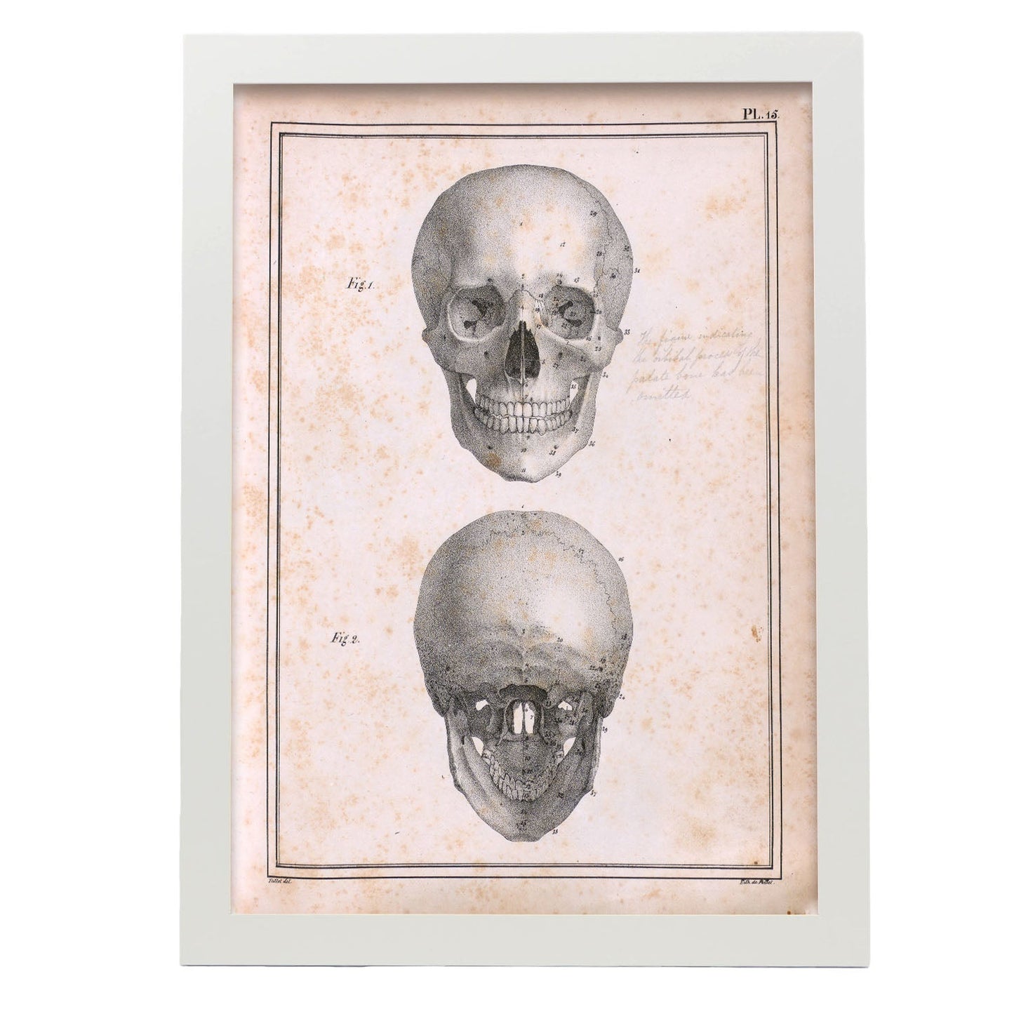 Paillou Skull-Artwork-Nacnic-A3-Marco Blanco-Nacnic Estudio SL