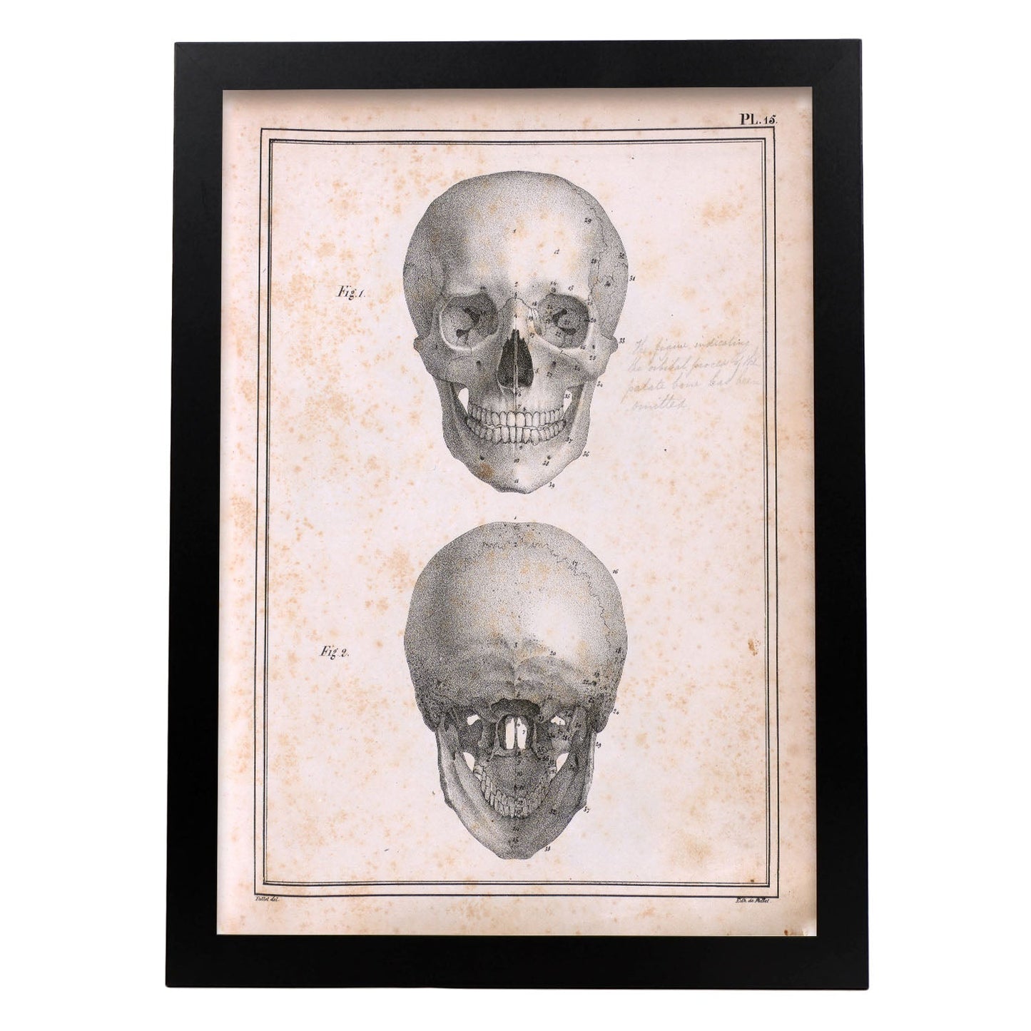 Paillou Skull-Artwork-Nacnic-A3-Sin marco-Nacnic Estudio SL
