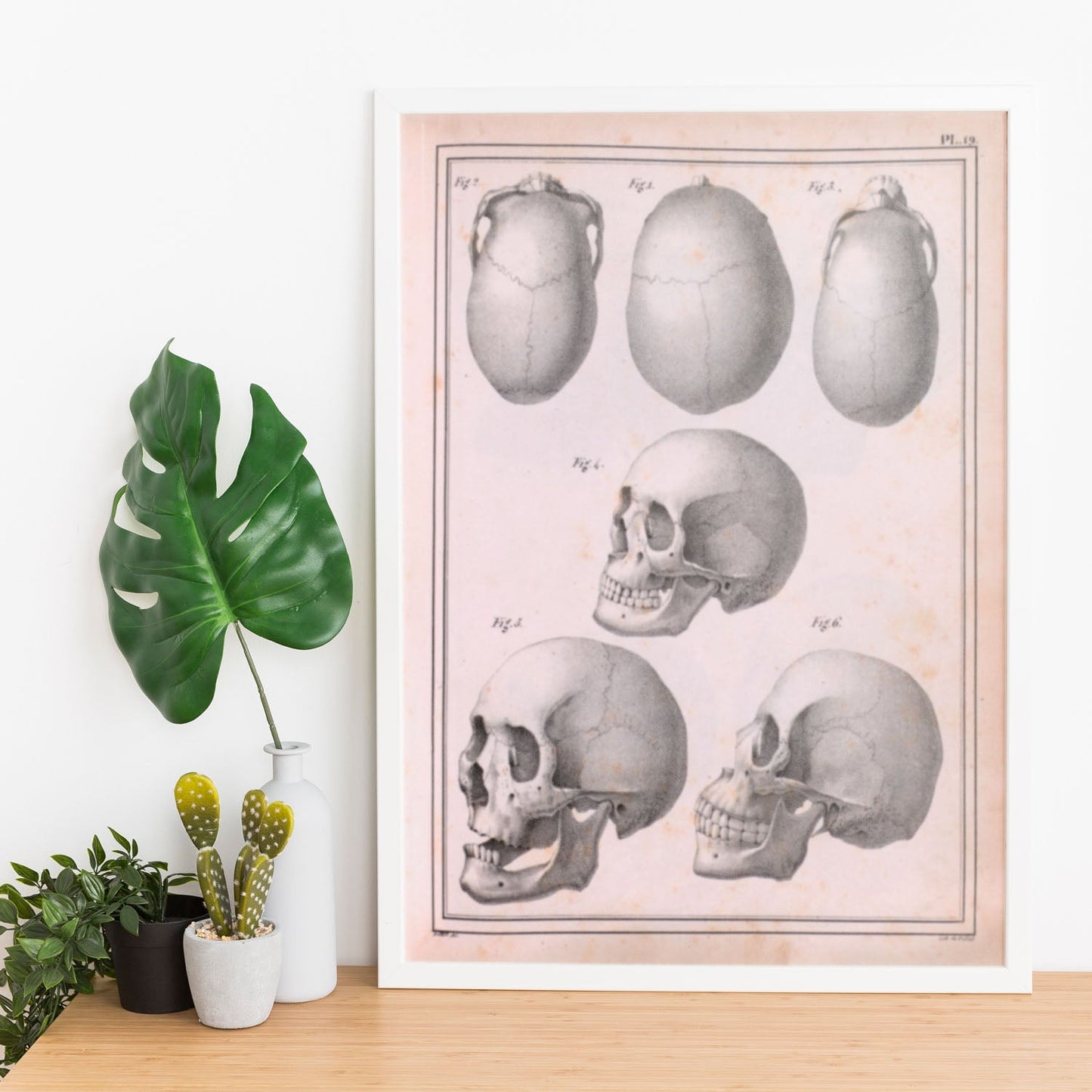 Paillou Skulls; cauasoid, negroid and mongoloid-Artwork-Nacnic-Nacnic Estudio SL