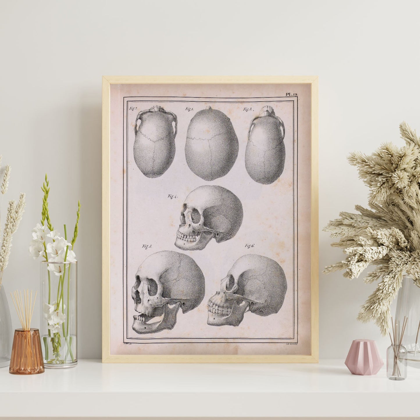 Paillou Skulls; cauasoid, negroid and mongoloid-Artwork-Nacnic-Nacnic Estudio SL