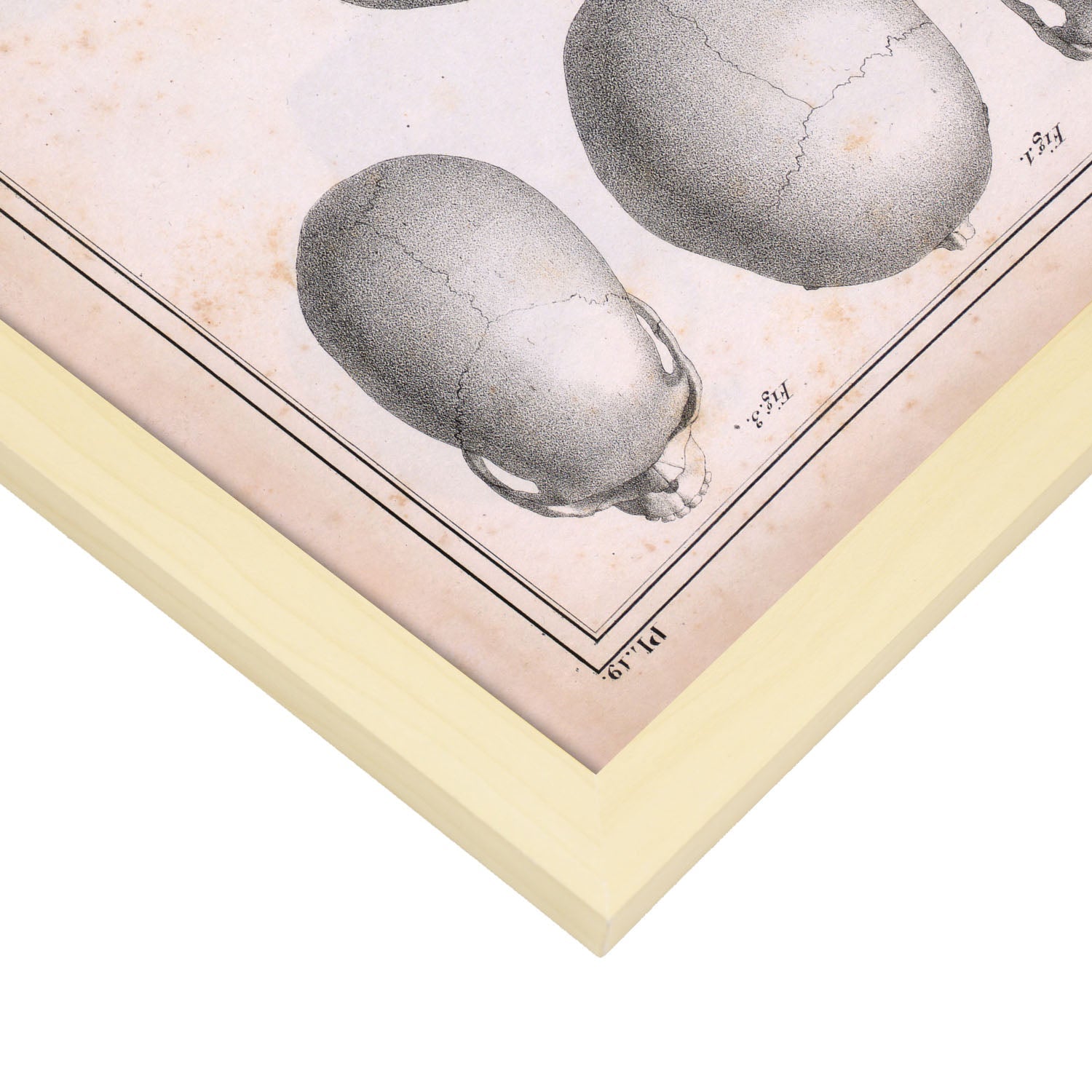 Paillou Skulls; cauasoid, negroid and mongoloid-Artwork-Nacnic-Nacnic Estudio SL