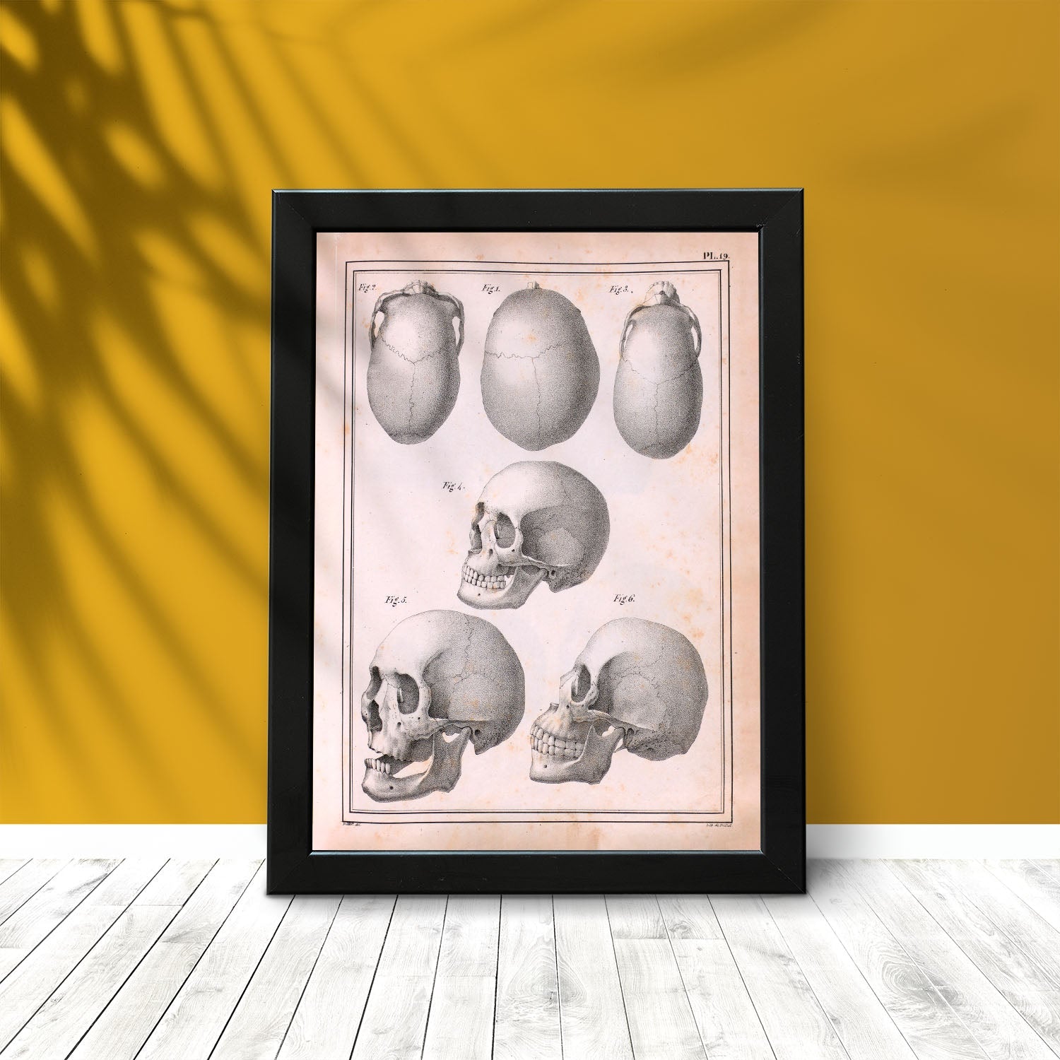 Paillou Skulls; cauasoid, negroid and mongoloid-Artwork-Nacnic-Nacnic Estudio SL