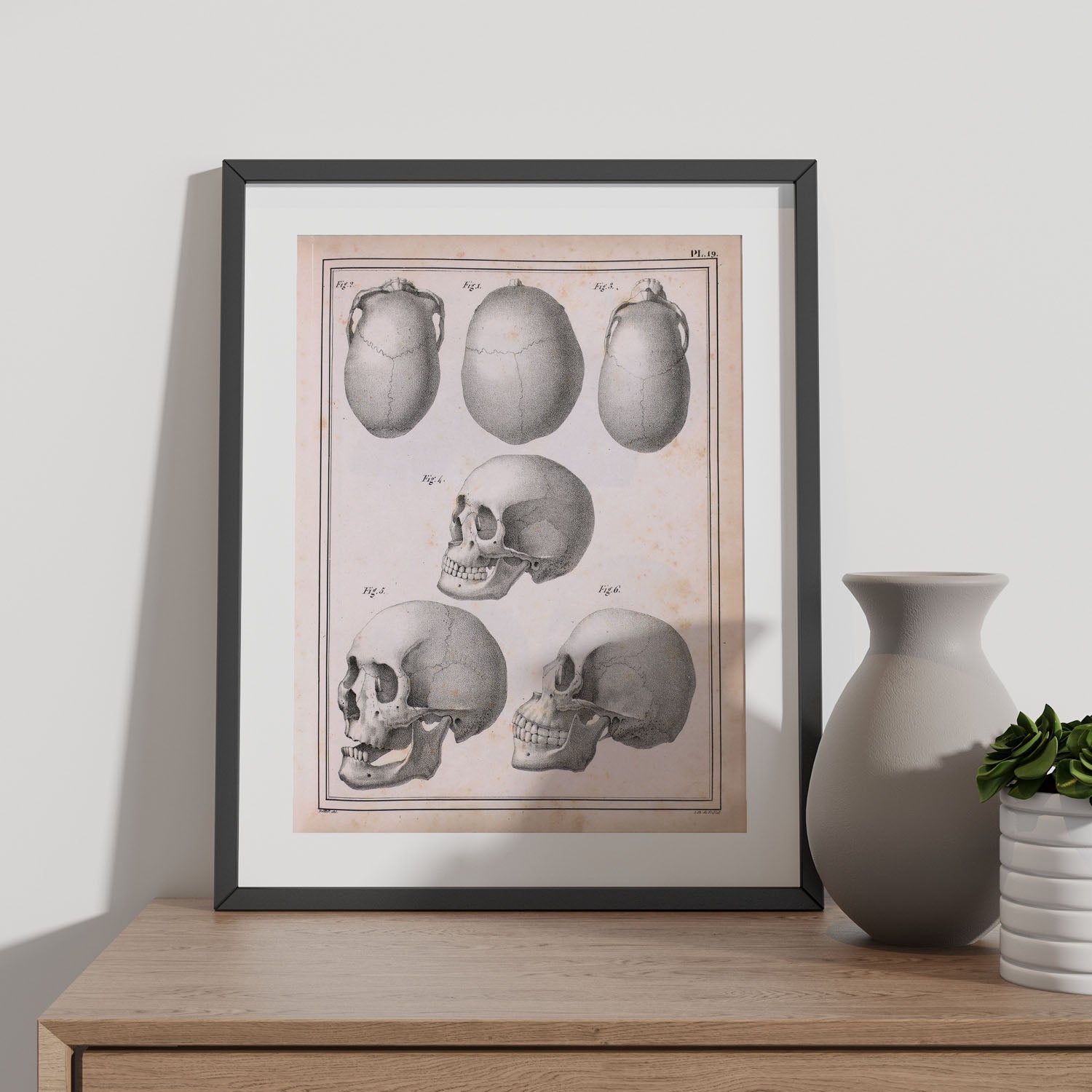 Paillou Skulls; cauasoid, negroid and mongoloid-Artwork-Nacnic-Nacnic Estudio SL