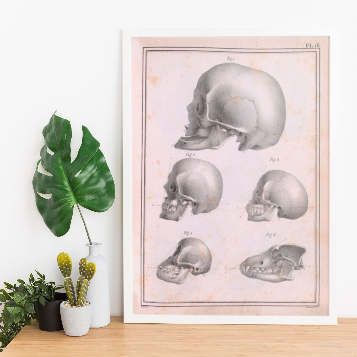 Paillou Skulls; geriatric, caucasiod and negroid adult, orangutan, and dog-Artwork-Nacnic-Nacnic Estudio SL