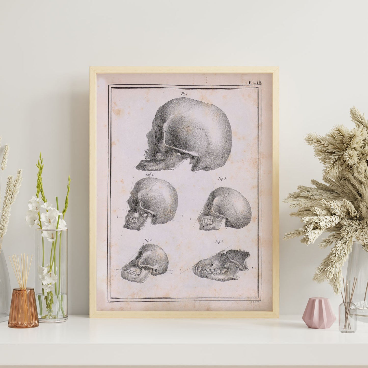 Paillou Skulls; geriatric, caucasiod and negroid adult, orangutan, and dog-Artwork-Nacnic-Nacnic Estudio SL