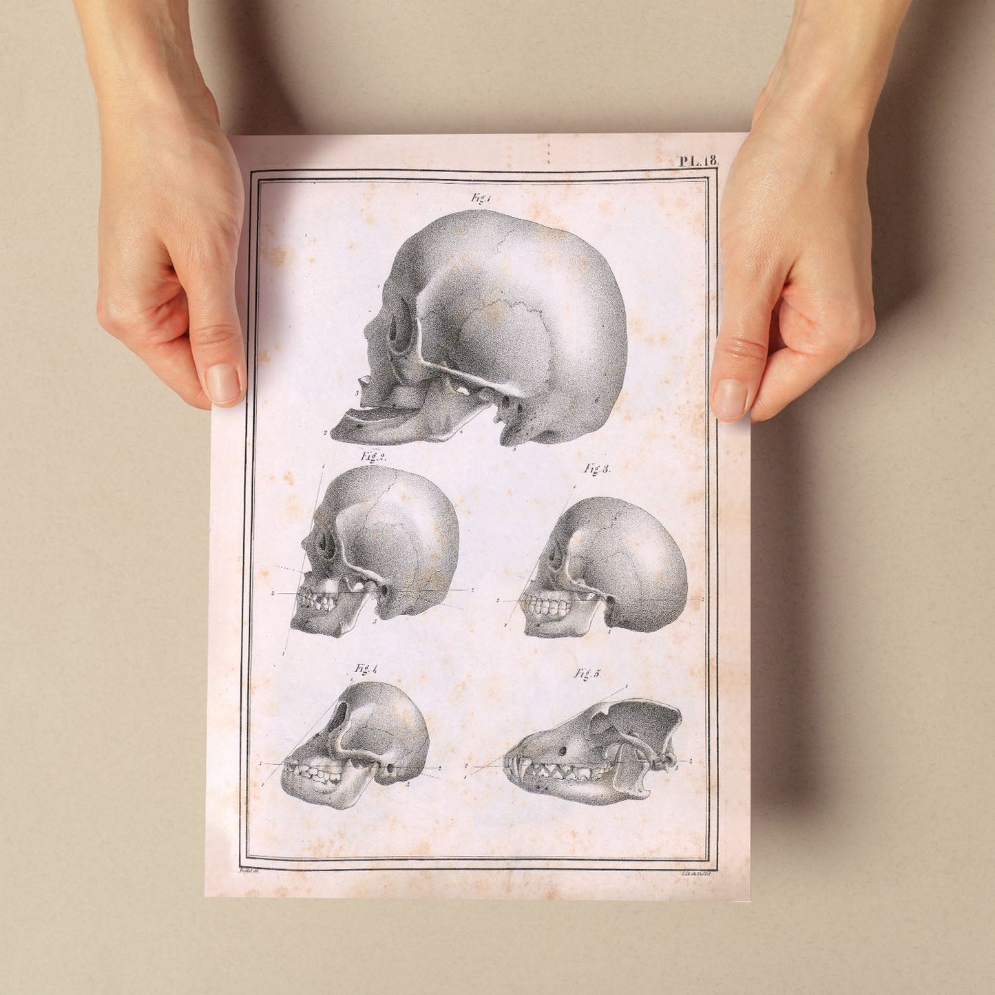 Paillou Skulls; geriatric, caucasiod and negroid adult, orangutan, and dog-Artwork-Nacnic-Nacnic Estudio SL