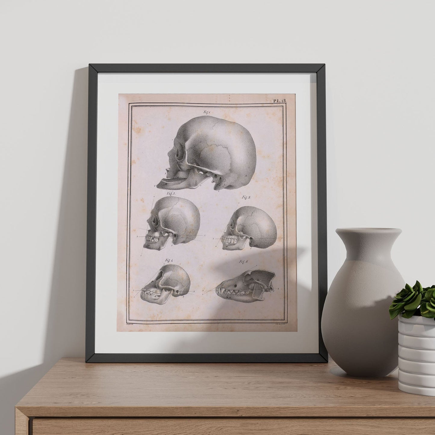 Paillou Skulls; geriatric, caucasiod and negroid adult, orangutan, and dog-Artwork-Nacnic-Nacnic Estudio SL